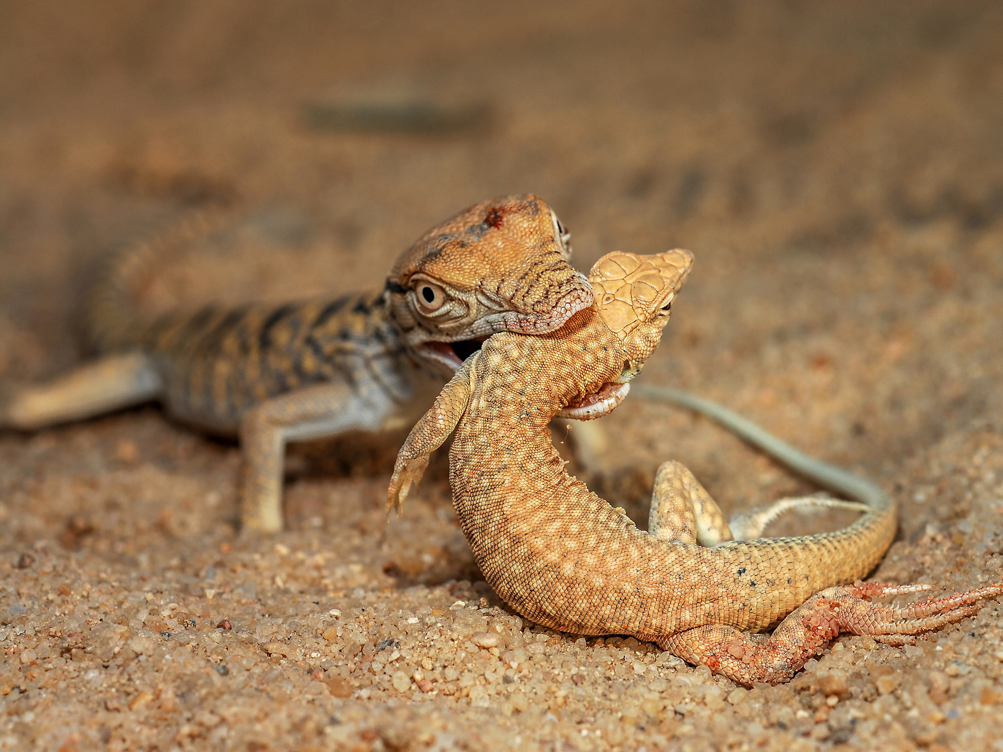 Desert Monitor Eating a Lizard, Al-Abdaliyah Reserve, Kuwait.