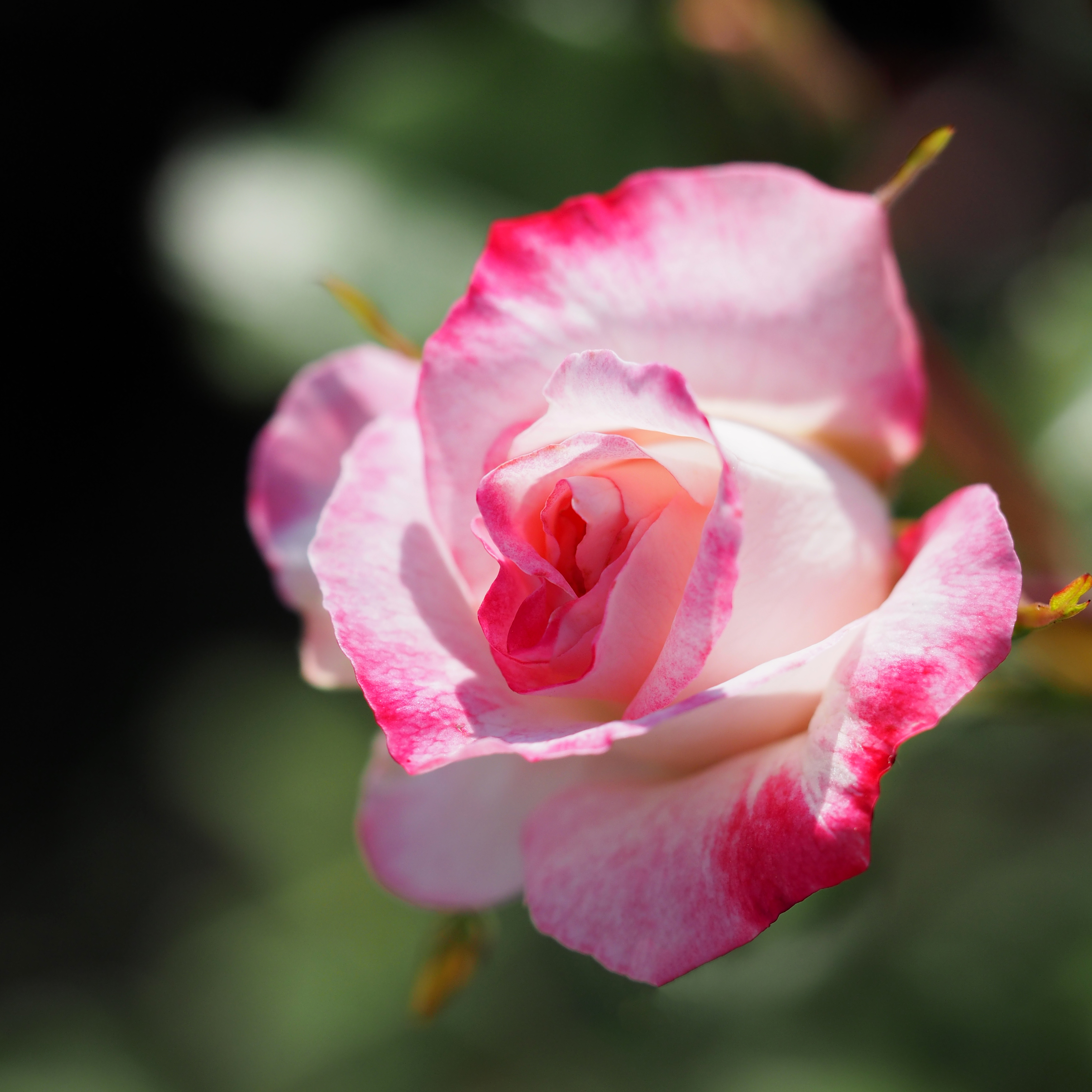 Rose, Abigaile, バラ, アビゲイル,
Floribunda rose フロリバンダ
Germany ドイツ
Tantau
 
1988