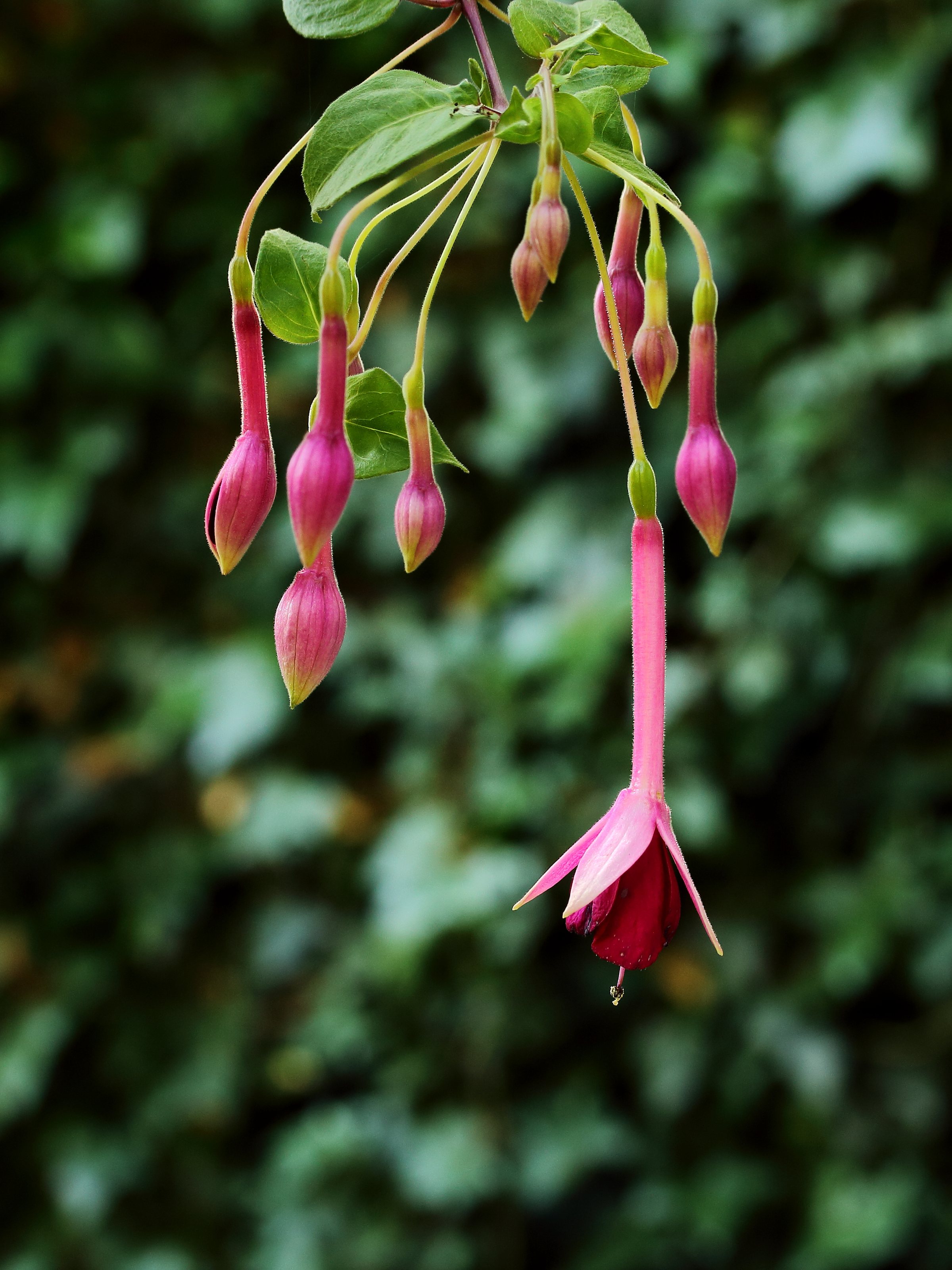 Fuchsia  'Remembering Claire'.