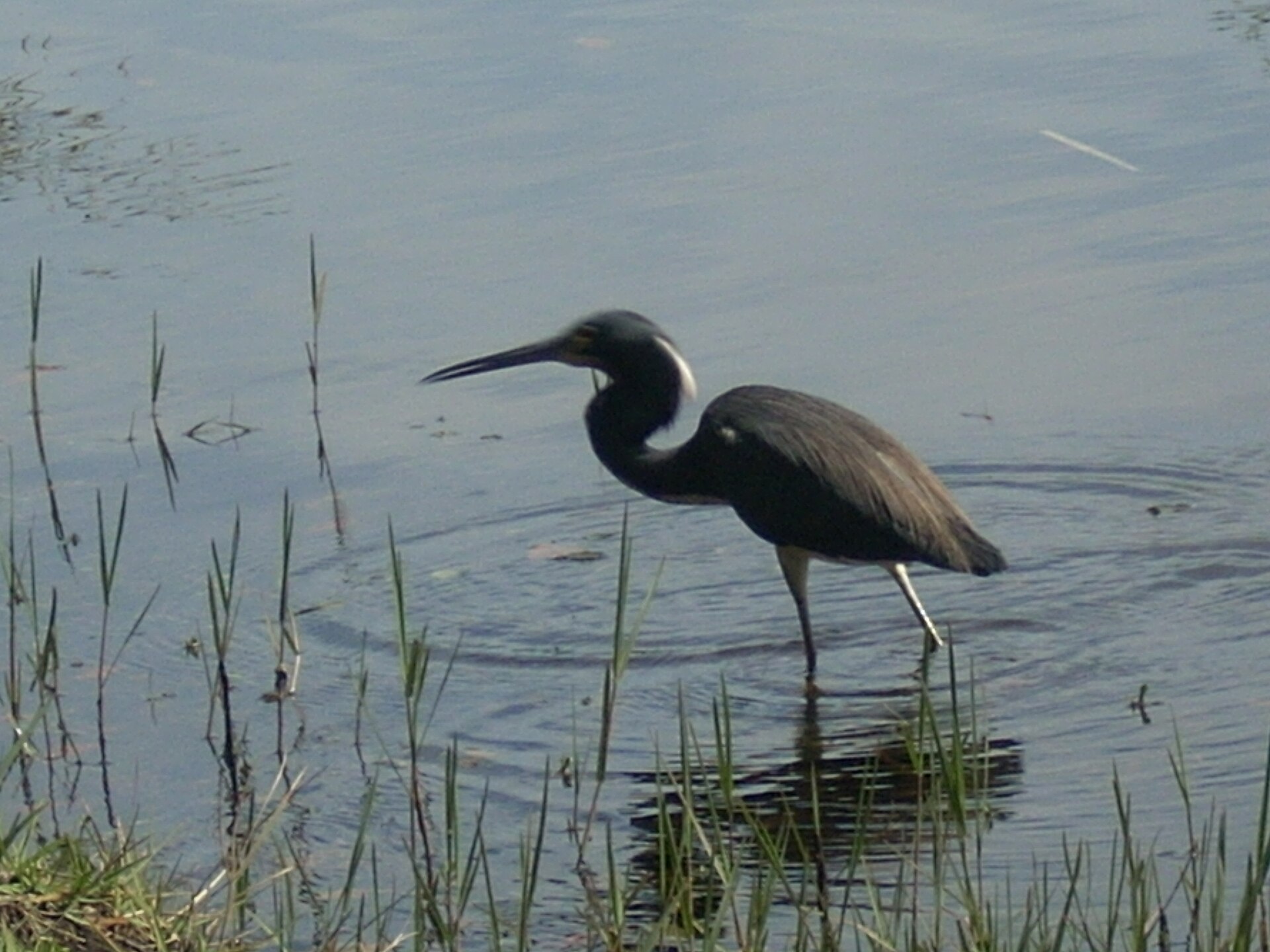 a bird in lake alice March 5th 2008