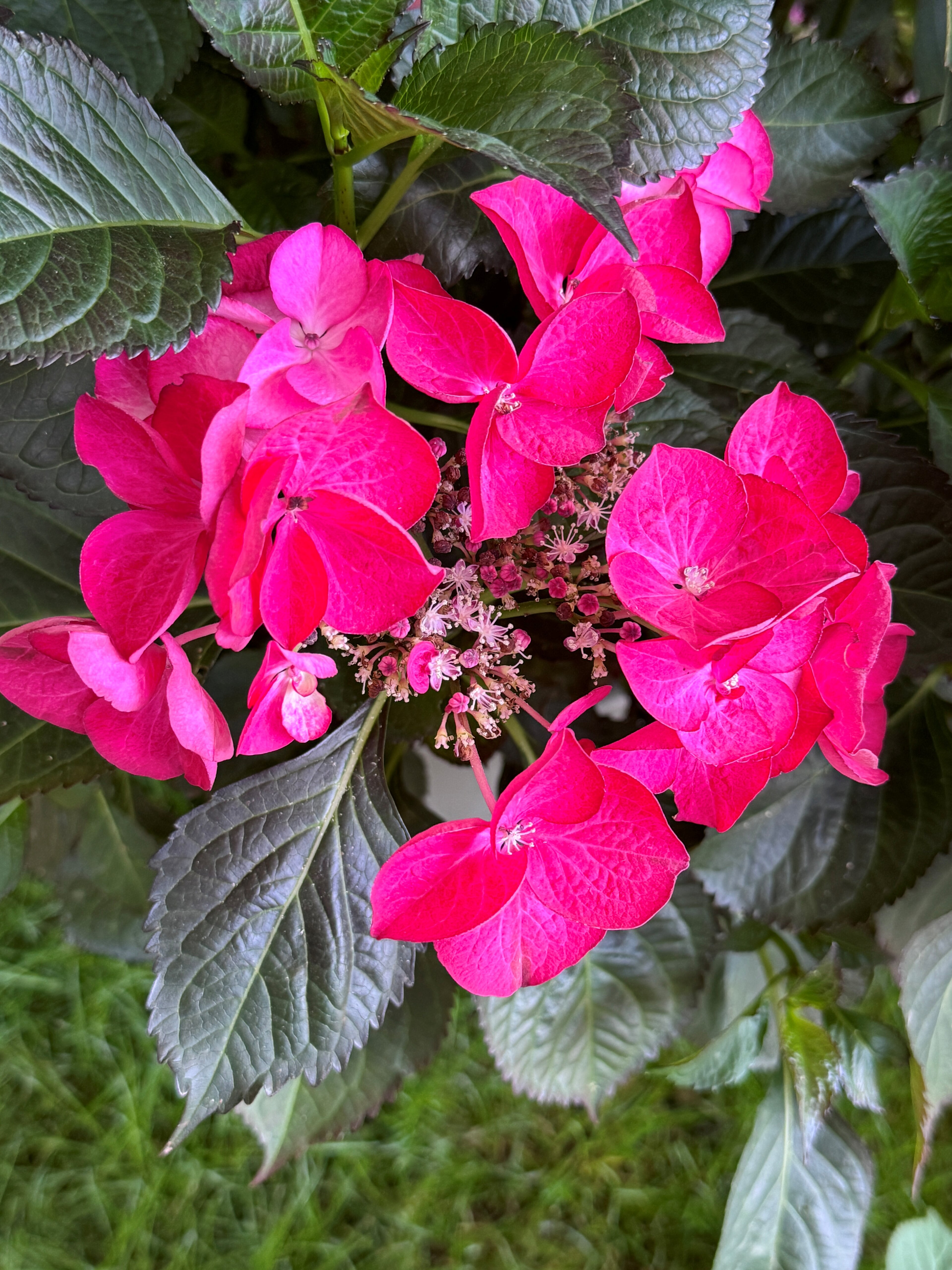 Bad Dürrenberg, LAGA 2024, Hydrangea,  'Dark Angel'