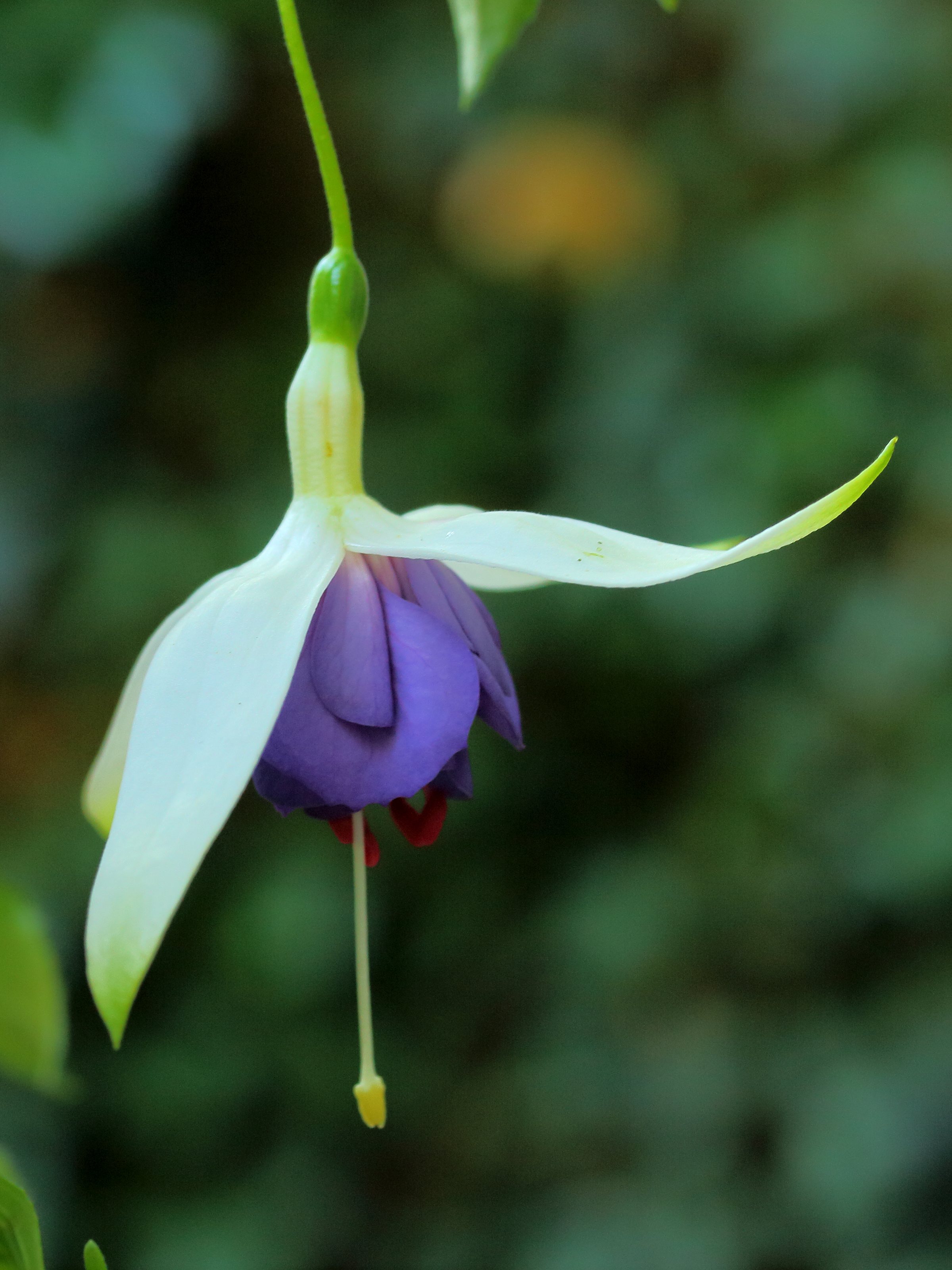 Fuchsia  'Blue Angel'.