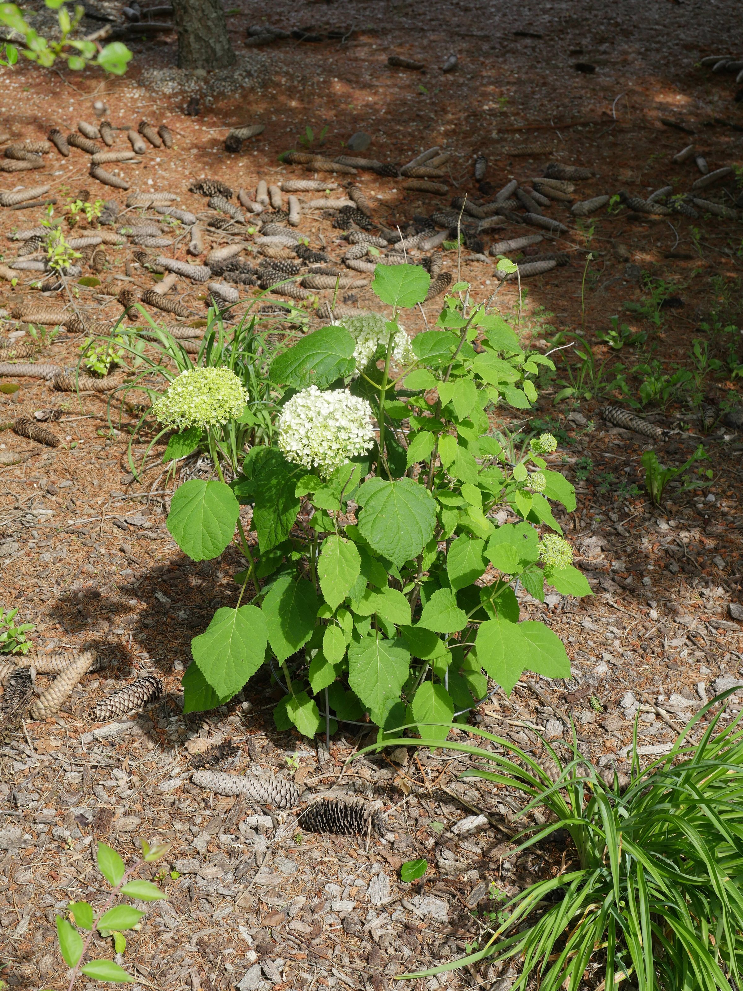 Hydrangea arborescens 'Annabelle' 6/2021 Smooth- (McDaniels, Univ of Illinois, 1910) Smooth Hydrangea or wild hydrangea, Mature size: 4x4’, Tiny white fertile flowers corymbs 2-6" across, USDA Hardiness Zone 3-9, Michiga