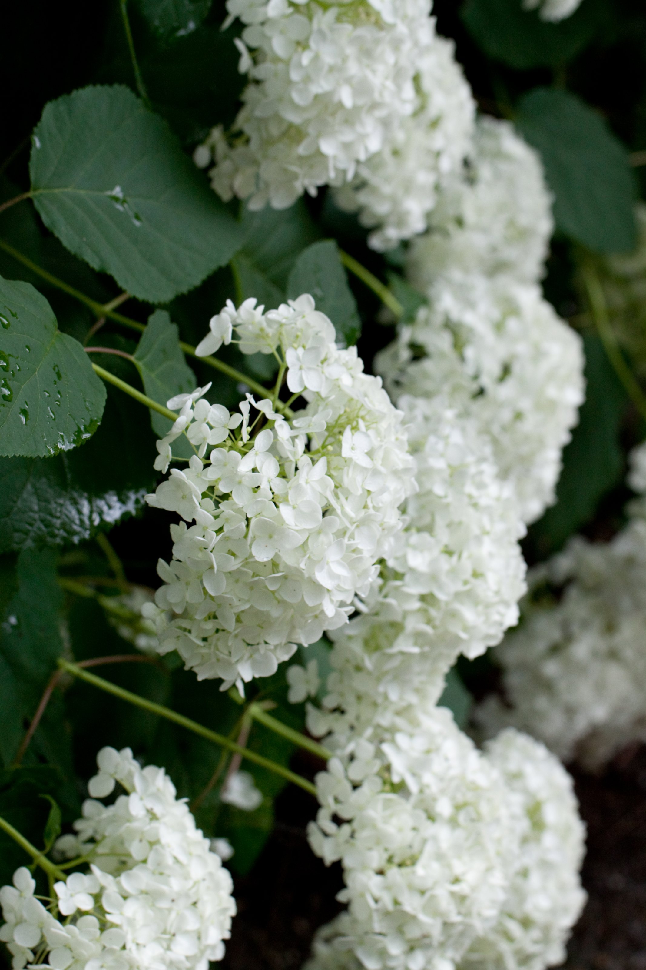 Hydrangea. "Annabelle".
 
紫陽花。品種名は「アナベル」。