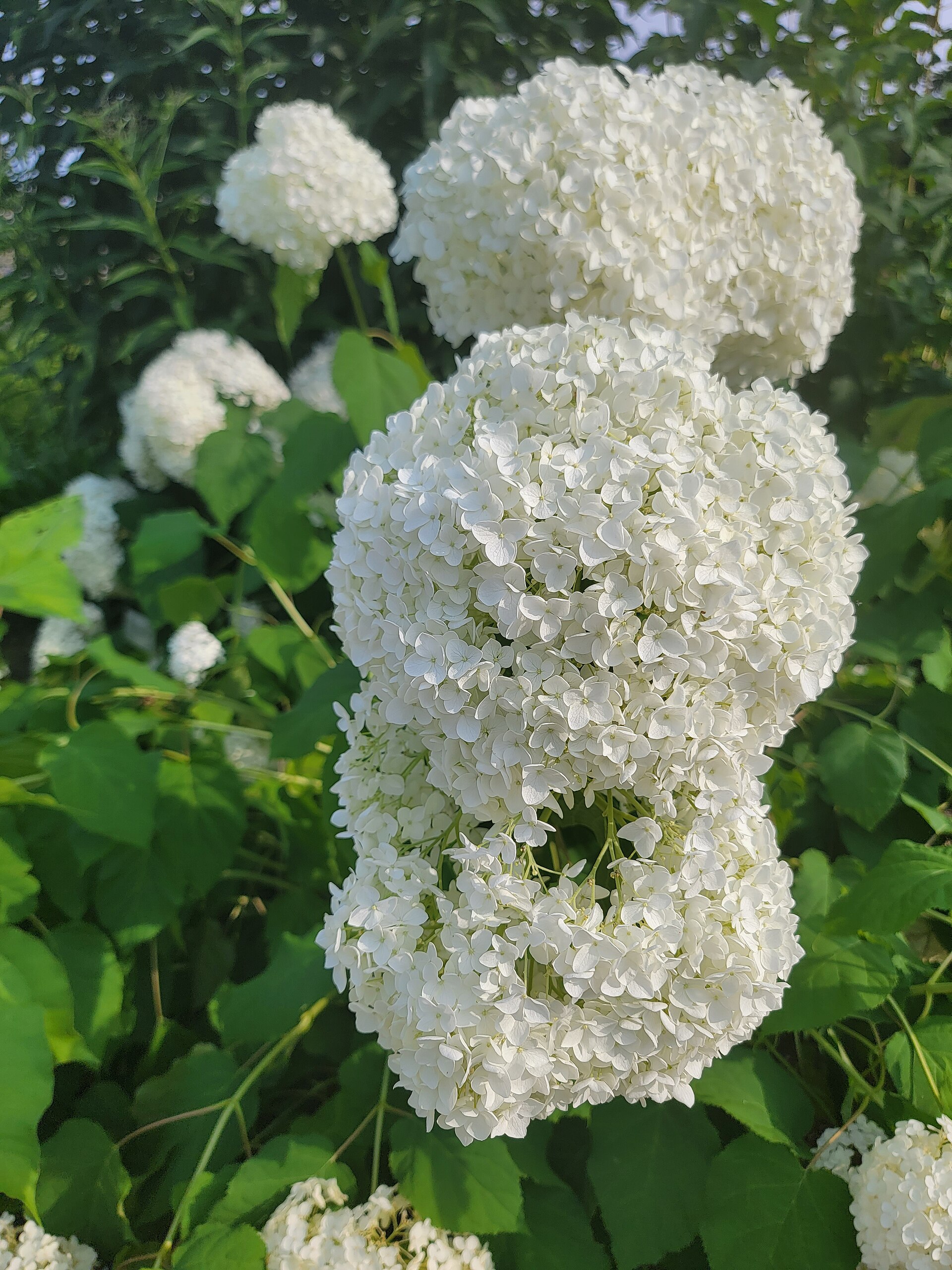 Hydrangea arborescens  'Annabelle' at the Kyoto Botanical Gardens