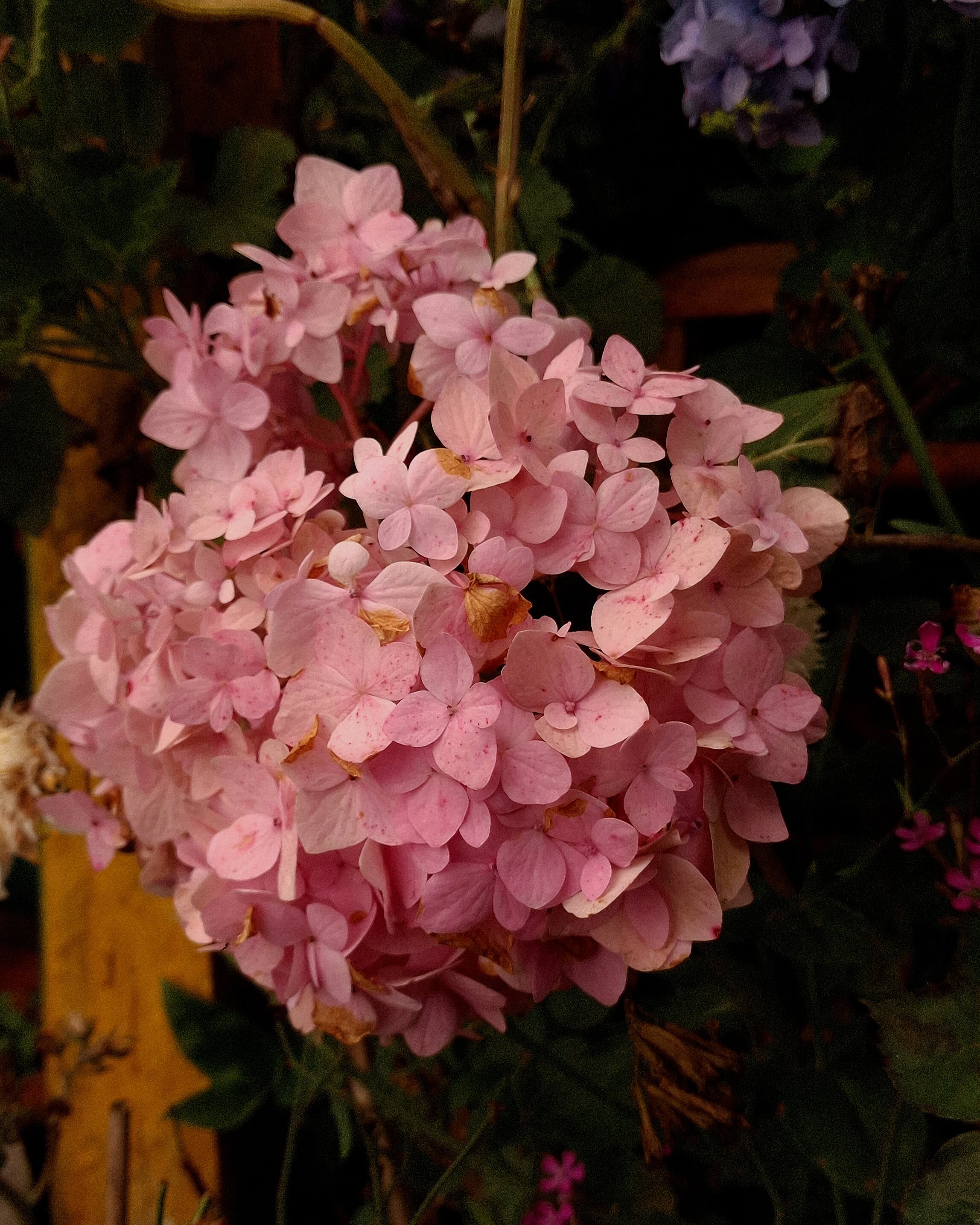 Hydrangea