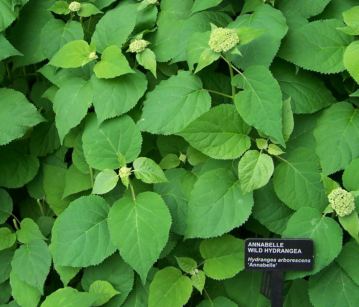 Hydrangea arborescens   Wild Hydrangea, variation "Annabelle" . Photographed at The Morton Arboretum, Lisle, Illinois, USA.