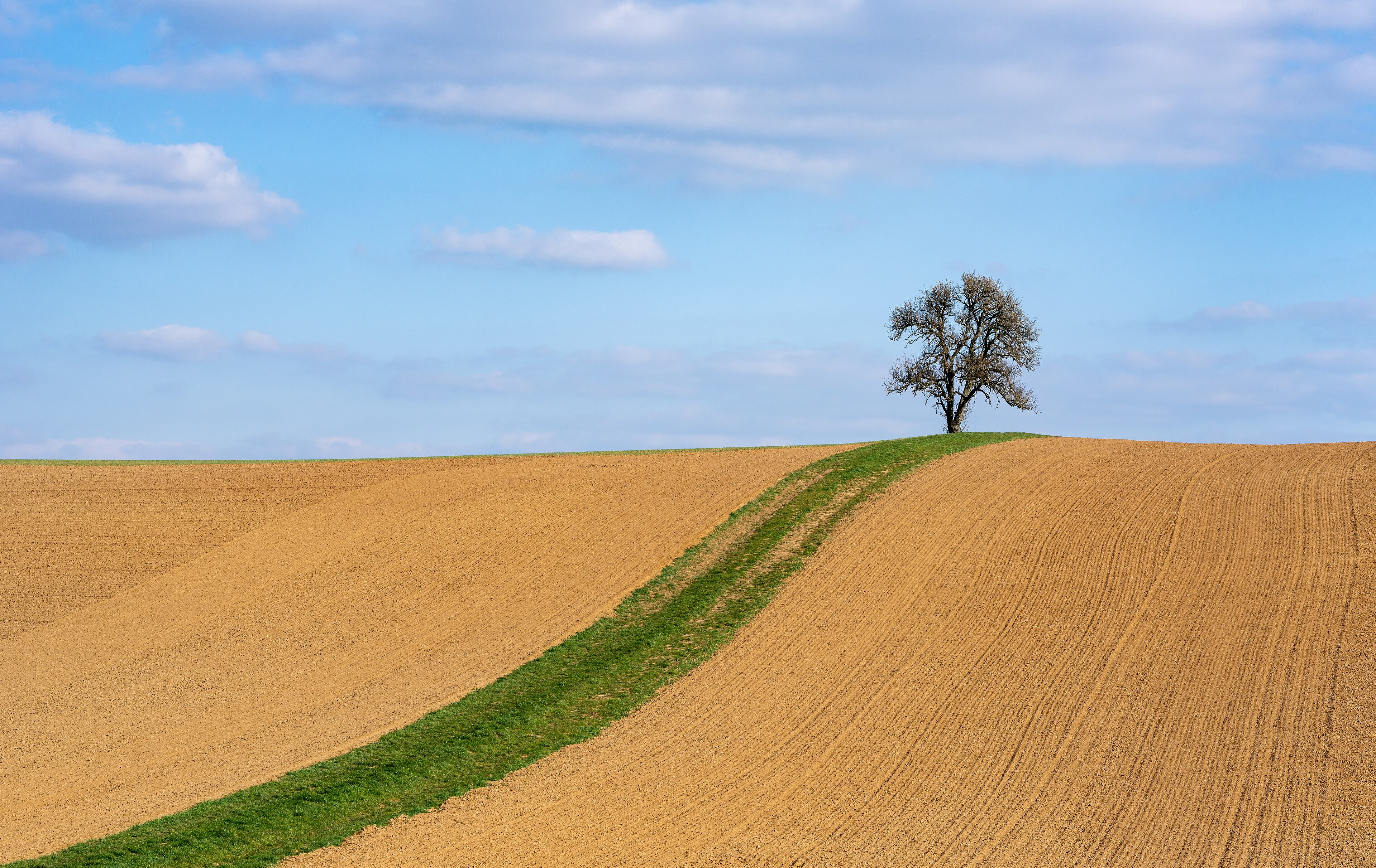 Neudenau , Germany, district Herbolzheim: sloping up bare fields, a track with green grass and a lonely pear tree near the  Hohe Strasse  southeast of Herbolzheim.