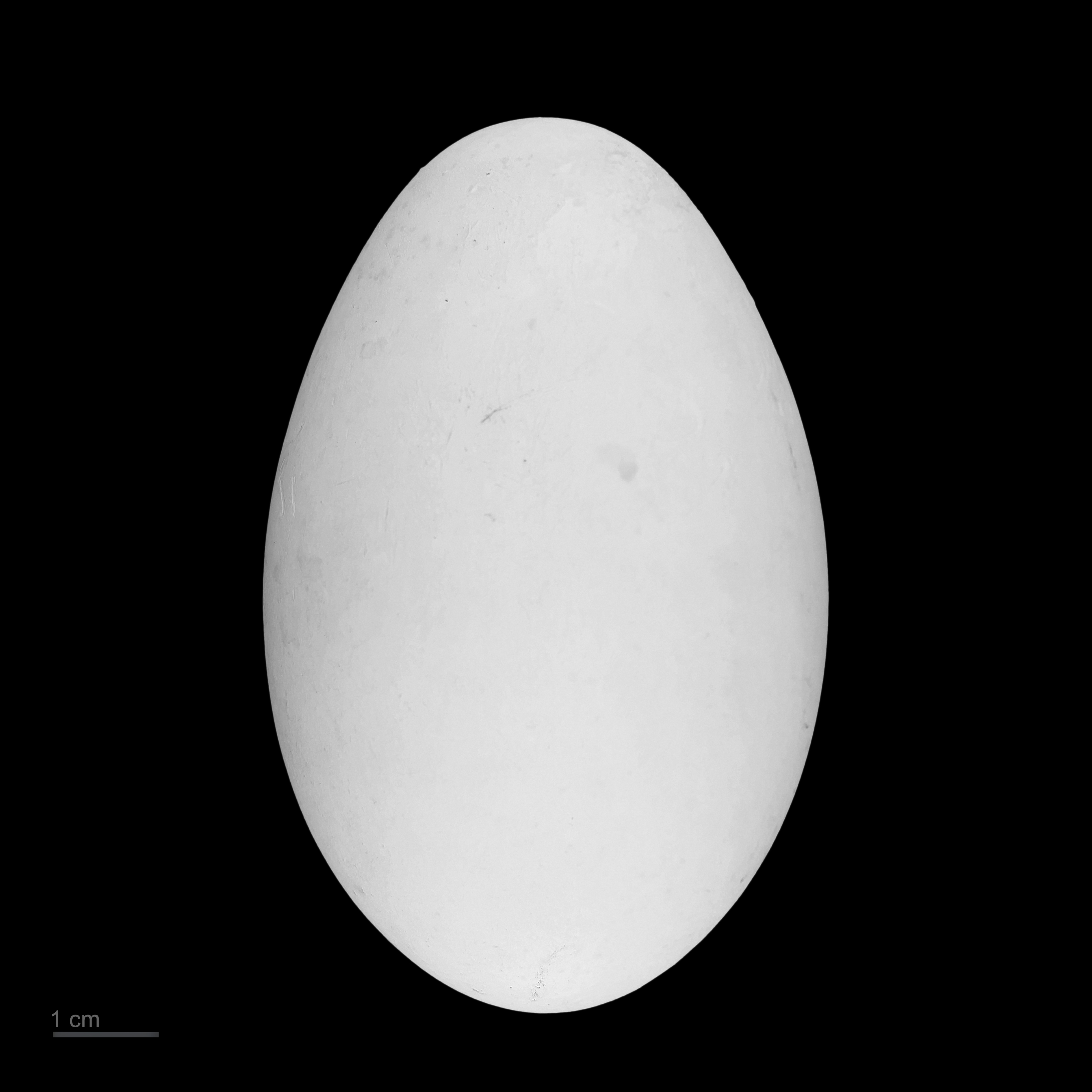 Egg of  lesser frigatebird  Collection of Jacques Perrin de Brichambaut.
