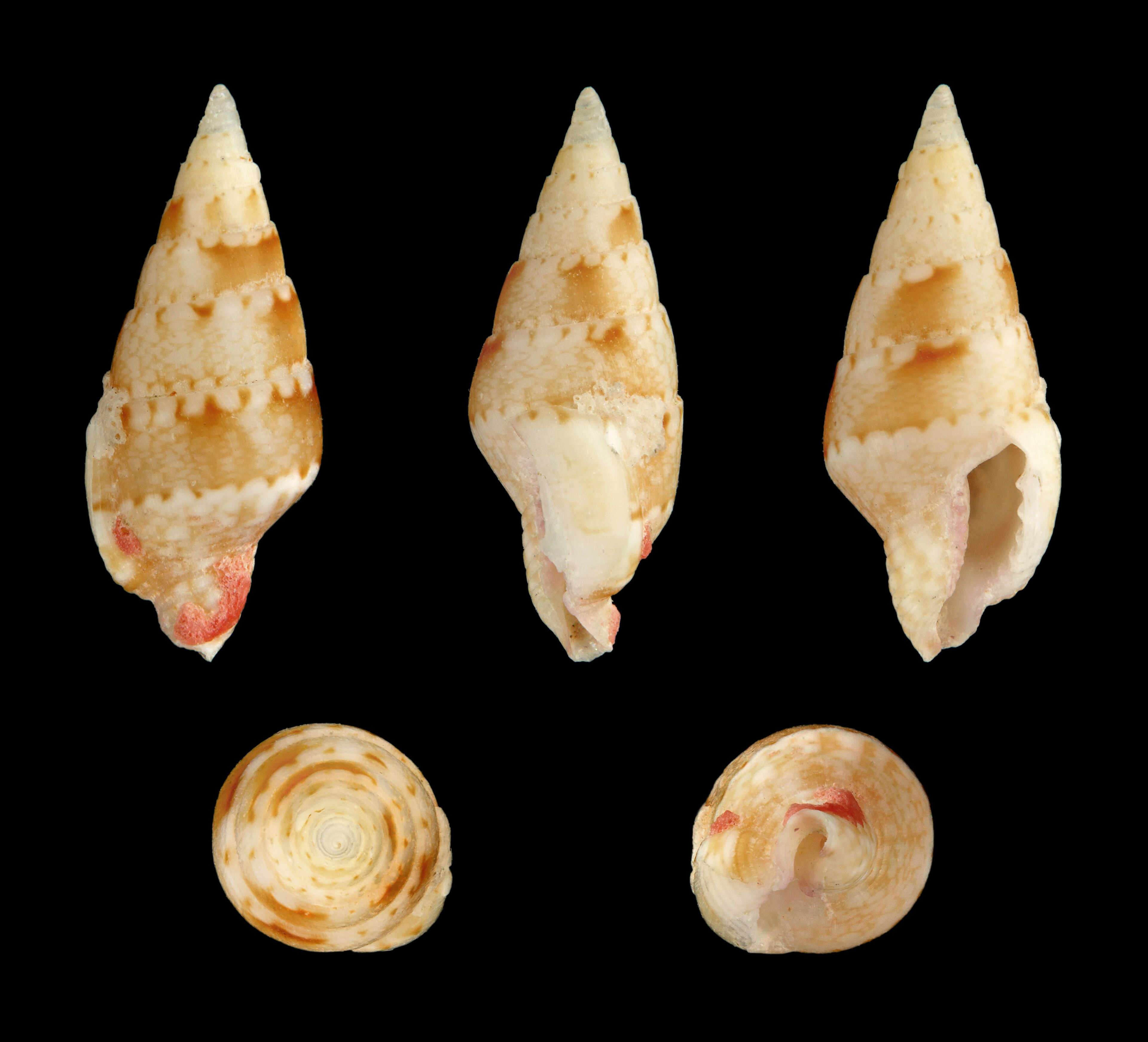 Length 1.1 cm; Originating from Balicasag Island, Philippines; Shell of own collection, therefore not geocoded.  Dorsal, lateral (right side), ventral, back, and front view.