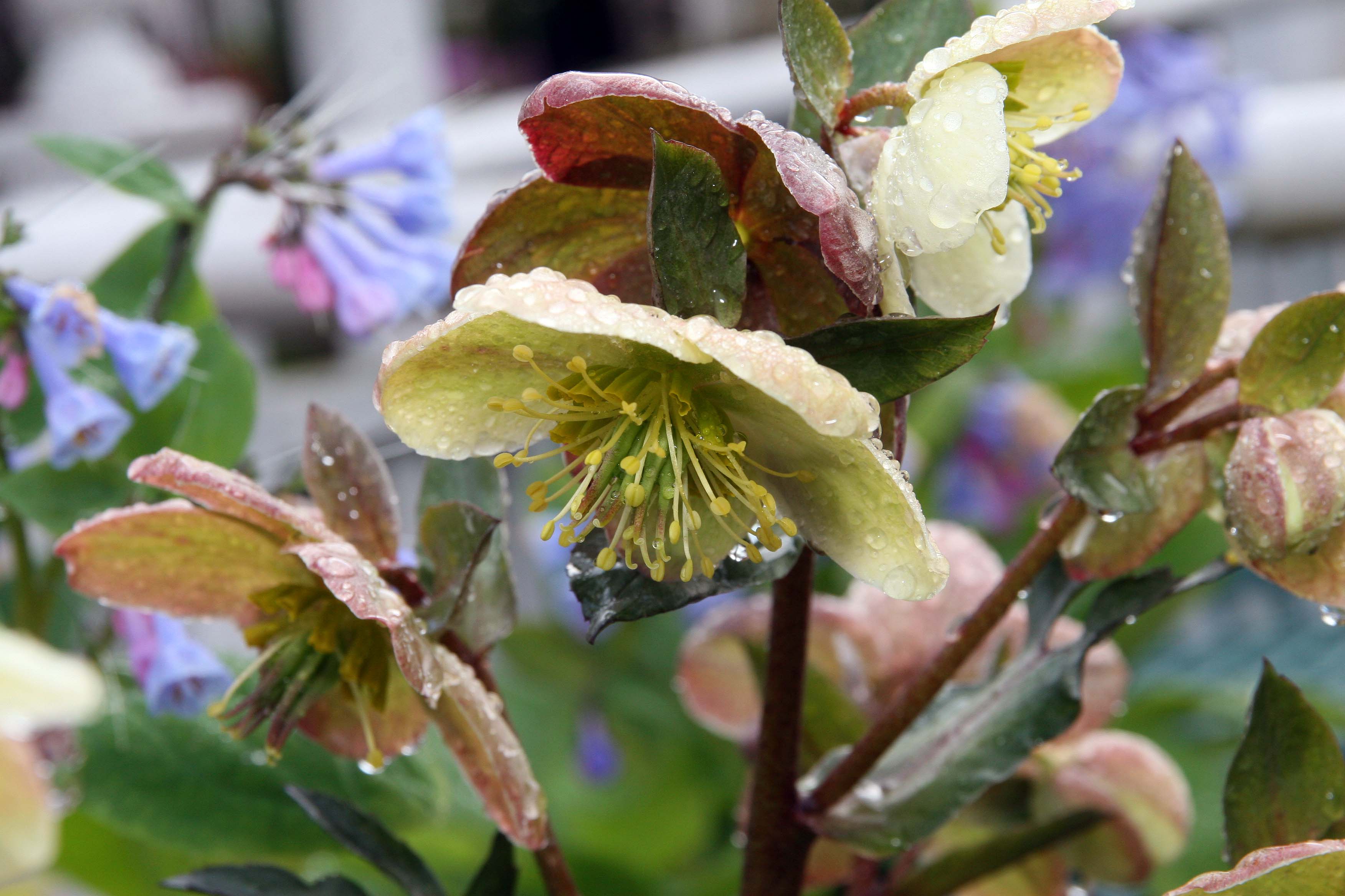 Location taken: Behnke Nurseries, Potomac MD USA. Names:  Helleborus hybridus  'Candy Love' Hort. Classification: Plantae > Tracheophyta > Spermatopsida > Ranunculales > Ranunculaceae > Helleboreae > Helleborus >  Helleb
