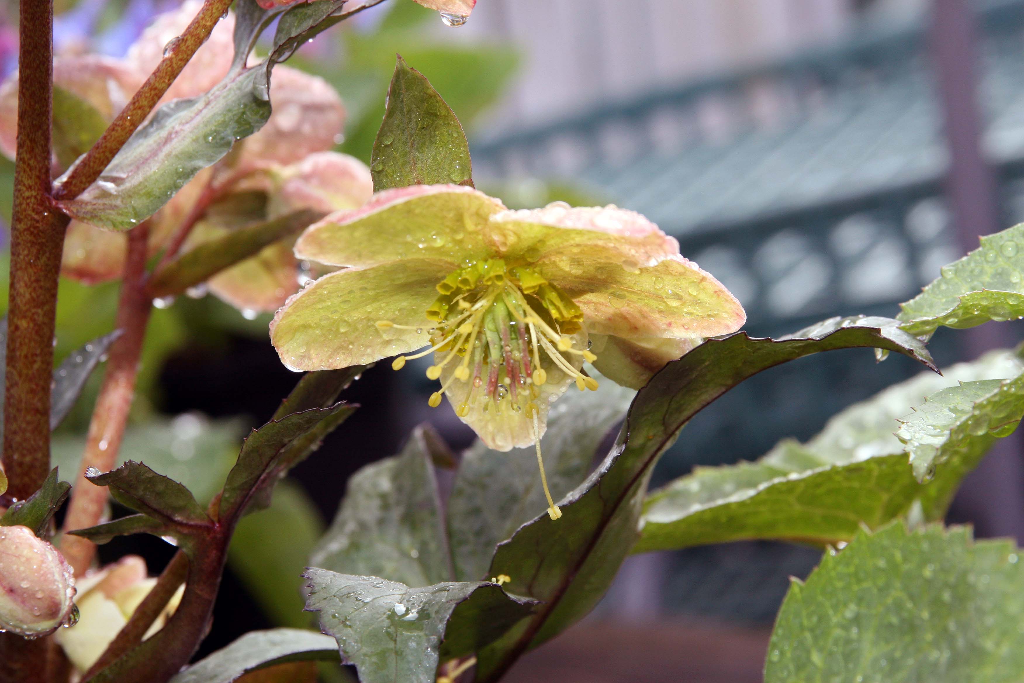 Location taken: Behnke Nurseries, Potomac MD USA. Names:  Helleborus hybridus  'Candy Love' Hort. Classification: Plantae > Tracheophyta > Spermatopsida > Ranunculales > Ranunculaceae > Helleboreae > Helleborus >  Helleb