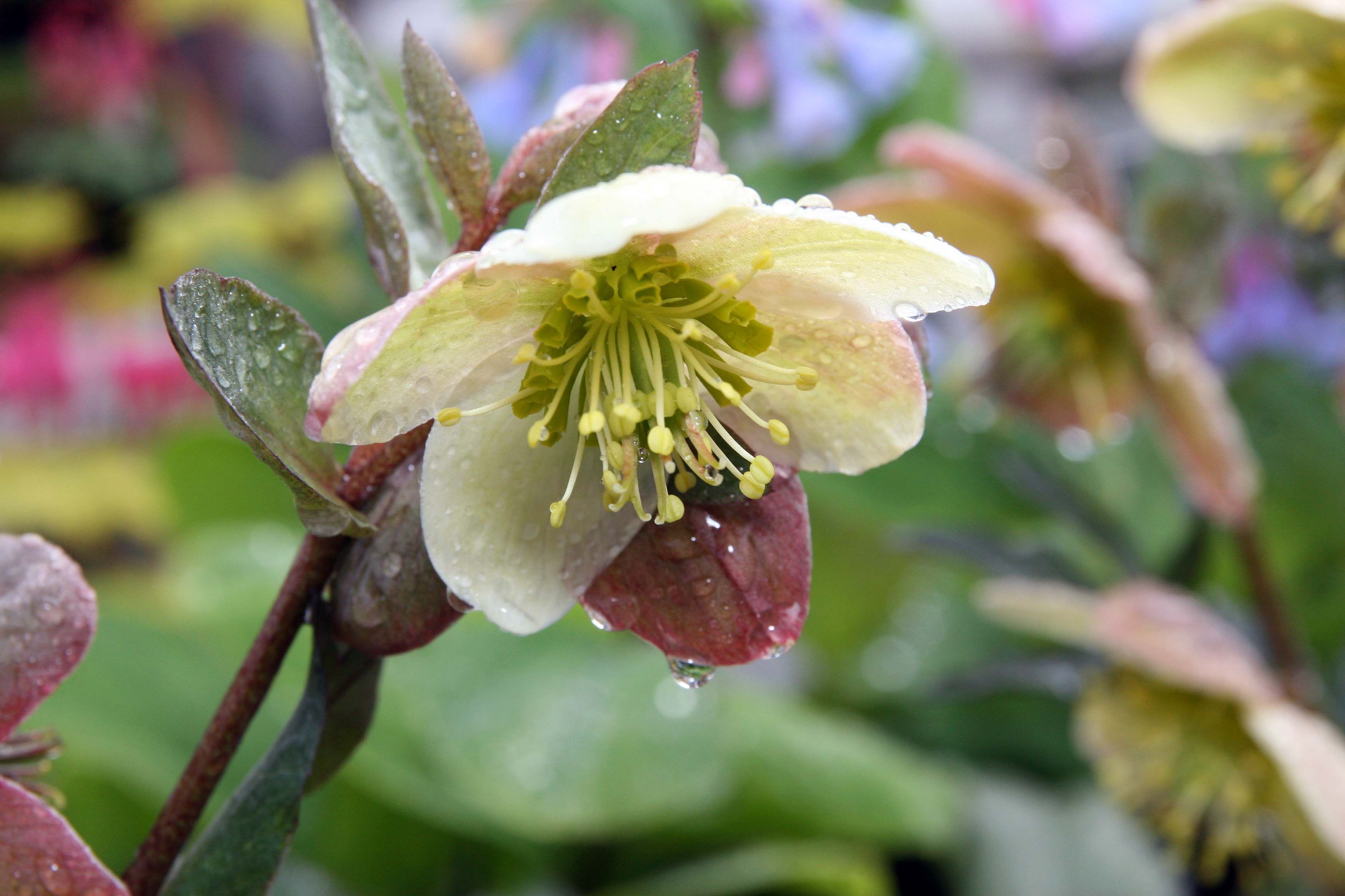 Location taken: Behnke Nurseries, Potomac MD USA. Names:  Helleborus hybridus  'Candy Love' Hort. Classification: Plantae > Tracheophyta > Spermatopsida > Ranunculales > Ranunculaceae > Helleboreae > Helleborus >  Helleb
