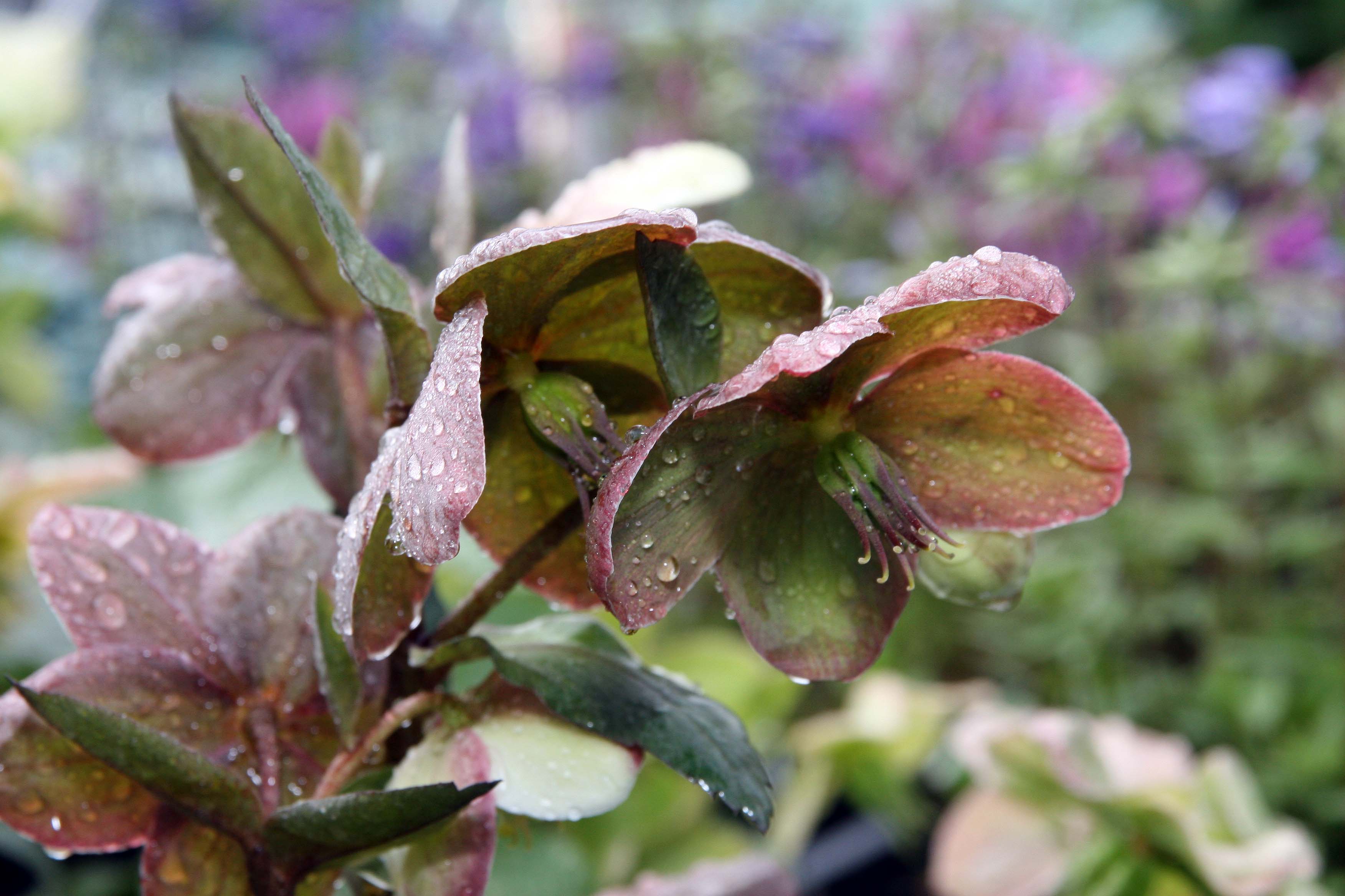 Location taken: Behnke Nurseries, Potomac MD USA. Names:  Helleborus hybridus  'Candy Love' Hort. Classification: Plantae > Tracheophyta > Spermatopsida > Ranunculales > Ranunculaceae > Helleboreae > Helleborus >  Helleb