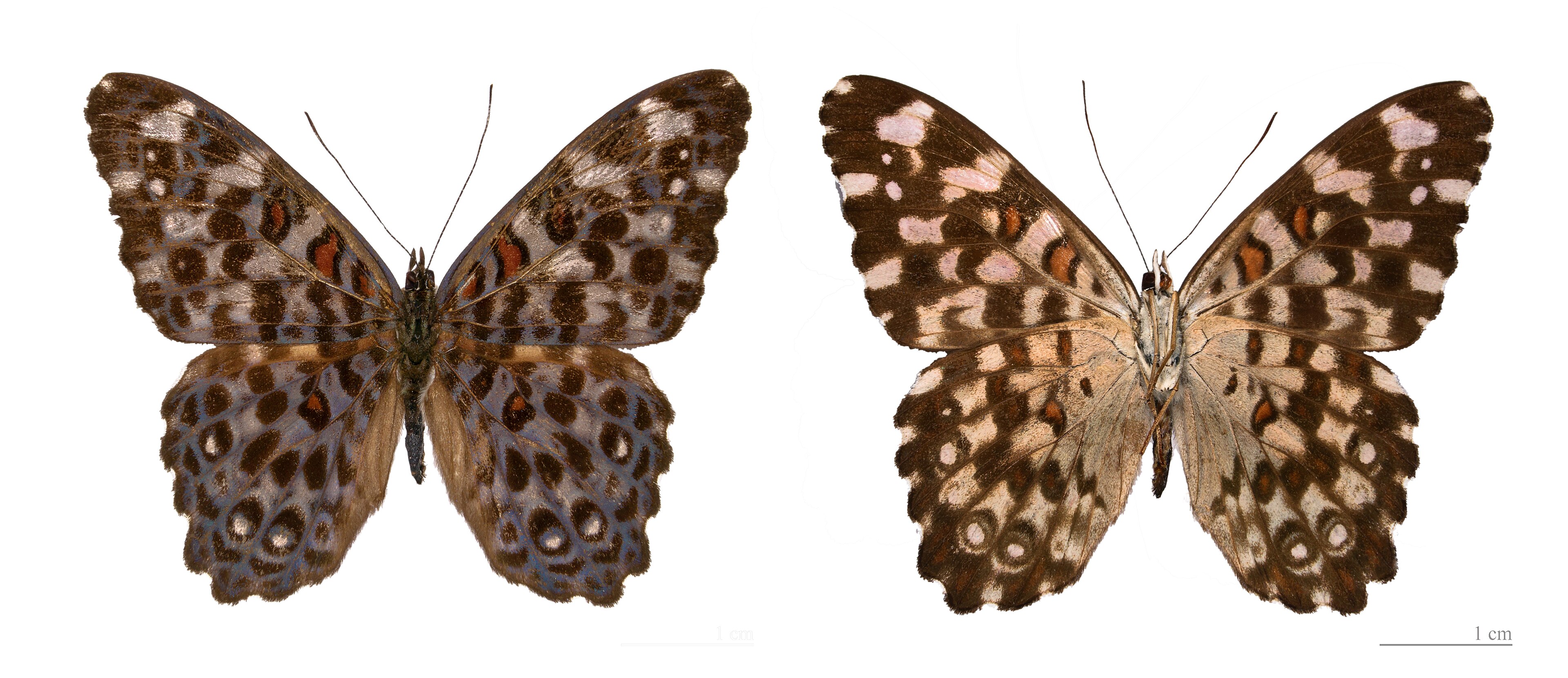 ♂   - Two views of same specimen
 Locality : Kaw road, departing runway Fourgassié,  French Guiana .