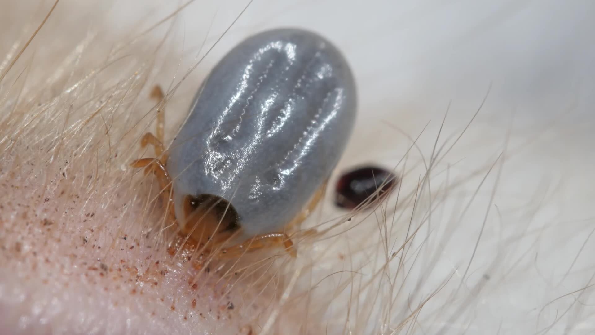 U.S. Army SGT Perry Wong, Department of Preventive Medicine, non-commissioned officer in charge and Lauren Ferentino, registered nurse, speak on tick prevention and Lyme disease for the series Clinic Notes at Supreme Hea