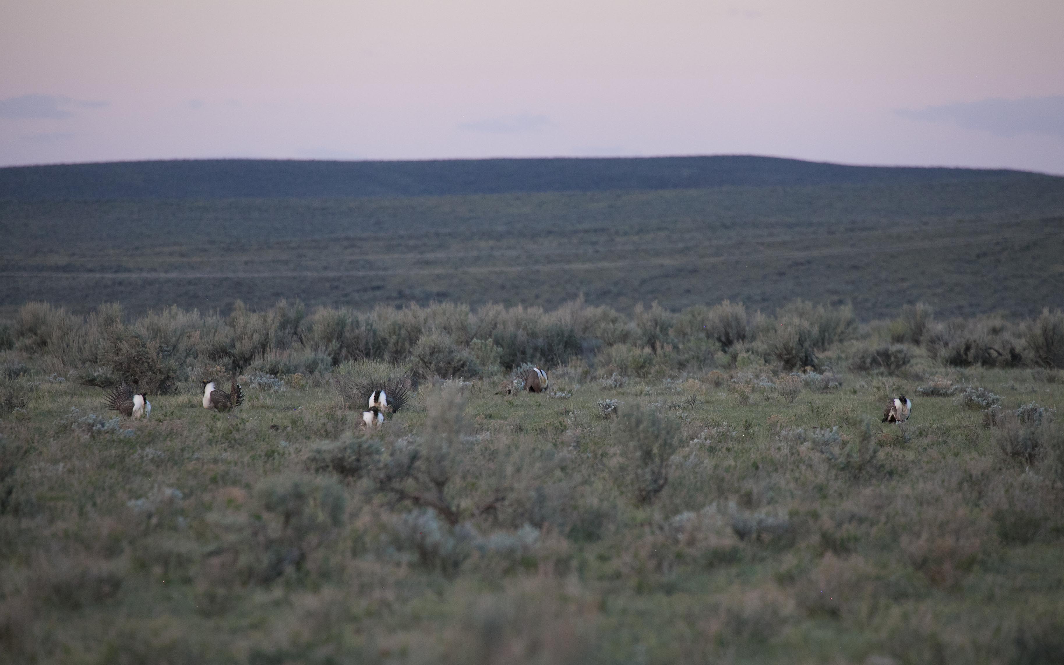 Just over county road 207 from Cokeville Meadows NWR is the Christy Canyon Lek. This lek has had counts of 5 to 39 males during the peak of breeding season in 2011-2014. This year's count ranged from 19 - 21 males. These