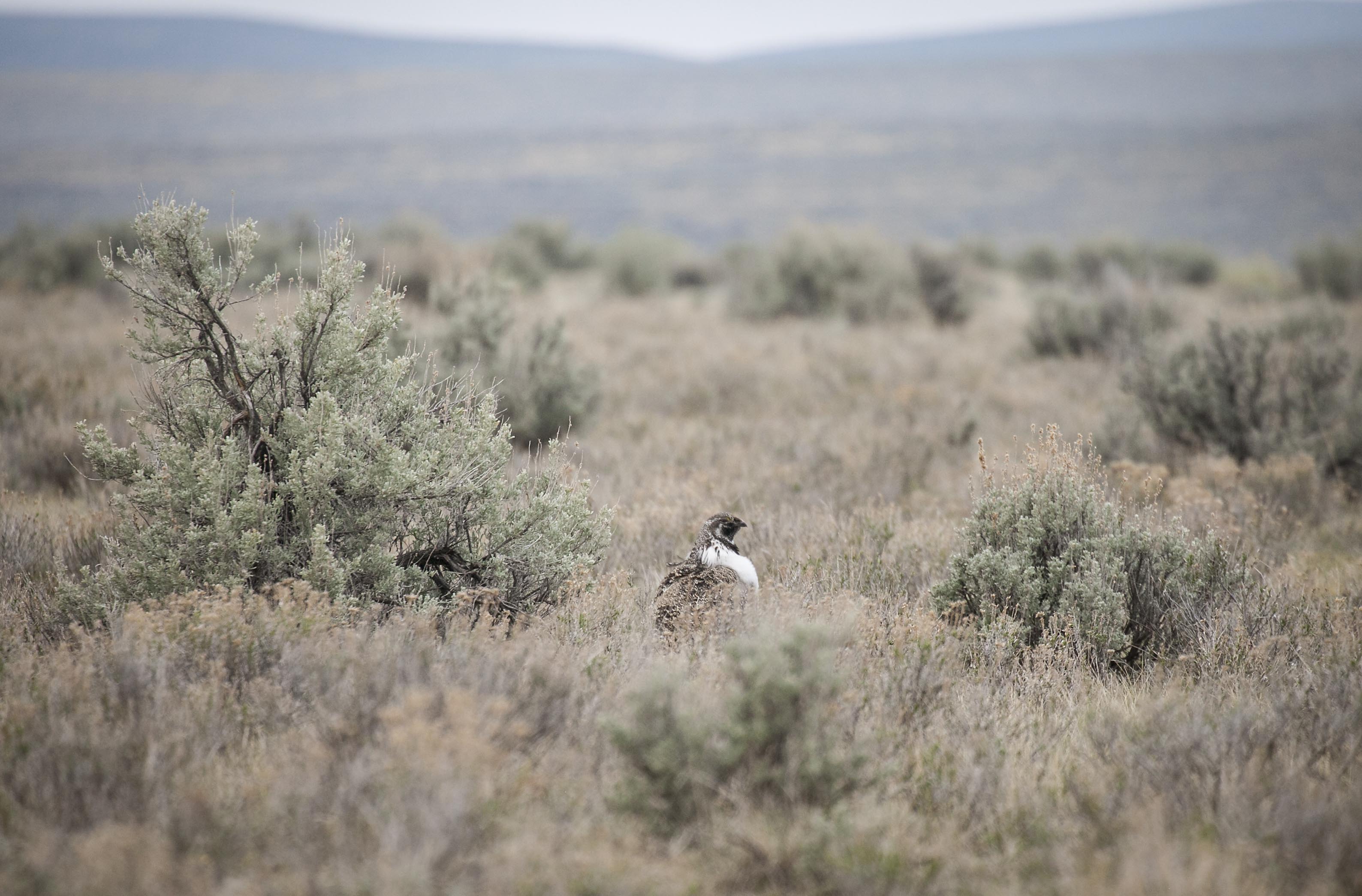 Just over county road 207 from Cokeville Meadows NWR is the Christy Canyon Lek. This lek has had counts of 5 to 39 males during the peak of breeding season in 2011-2014. This year's count ranged from 19 - 21 males. These