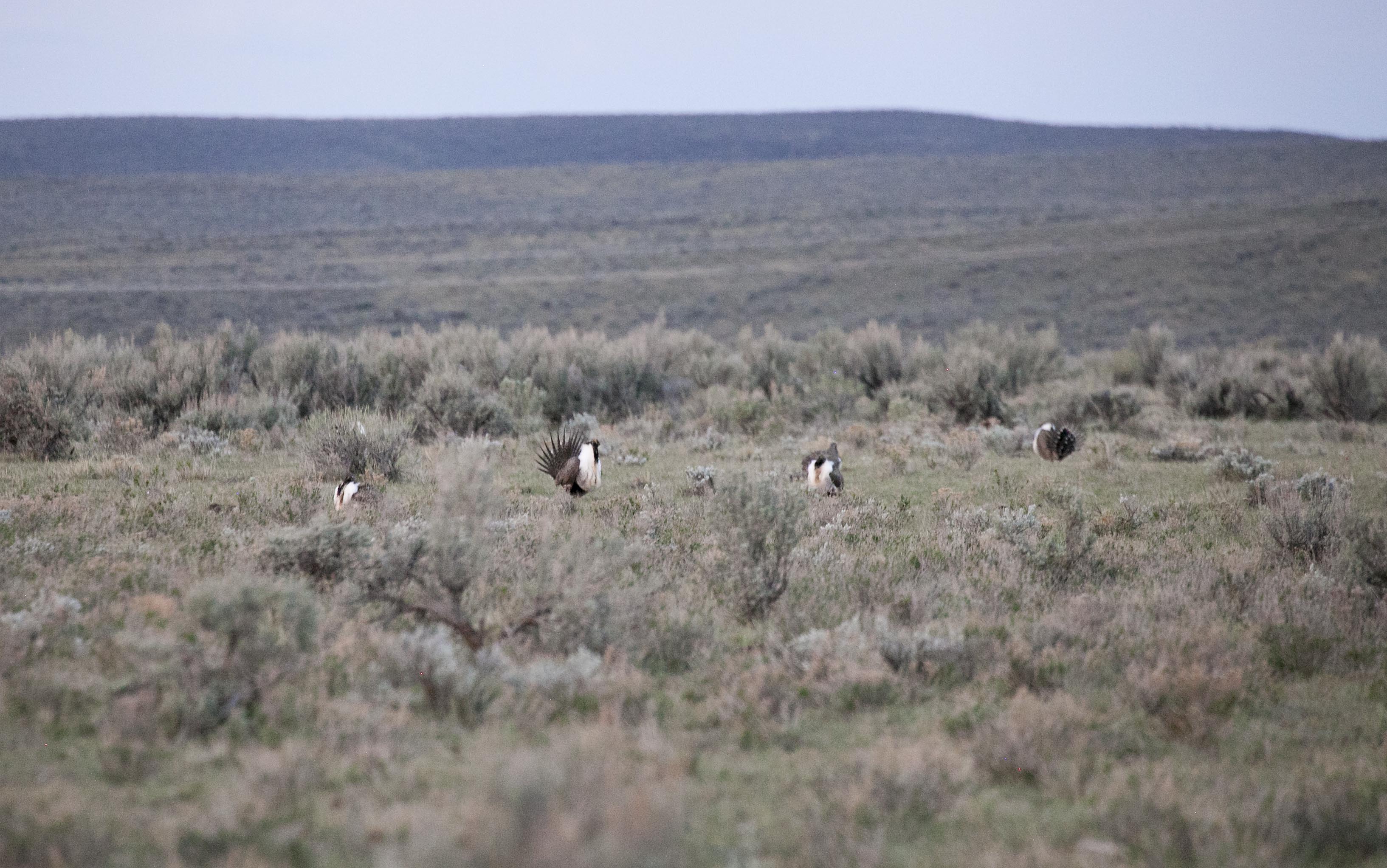 Just over county road 207 from Cokeville Meadows NWR is the Christy Canyon Lek. This lek has had counts of 5 to 39 males during the peak of breeding season in 2011-2014. This year's count ranged from 19 - 21 males. These