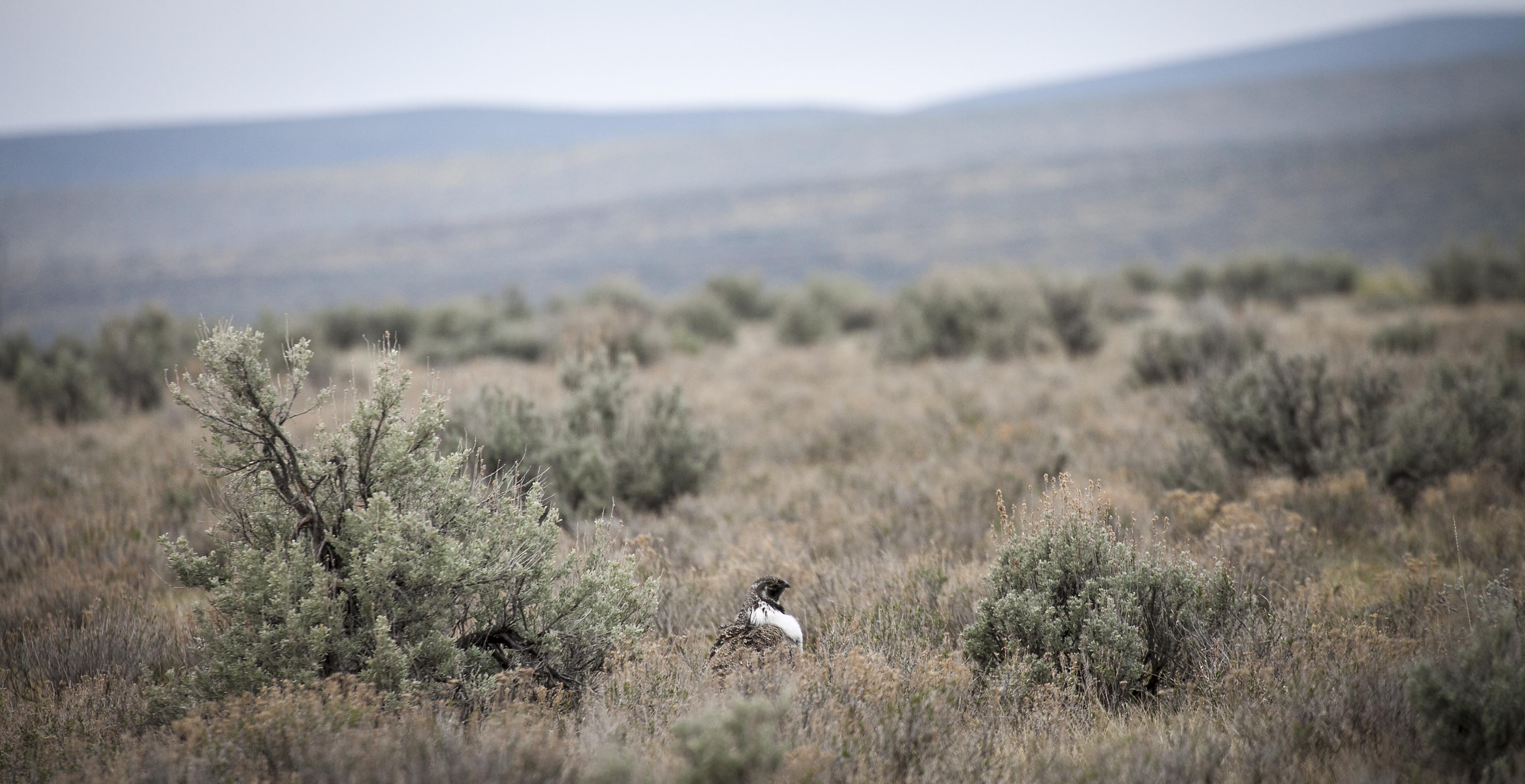Just over county road 207 from Cokeville Meadows NWR is the Christy Canyon Lek. This lek has had counts of 5 to 39 males during the peak of breeding season in 2011-2014. This year's count ranged from 19 - 21 males. These