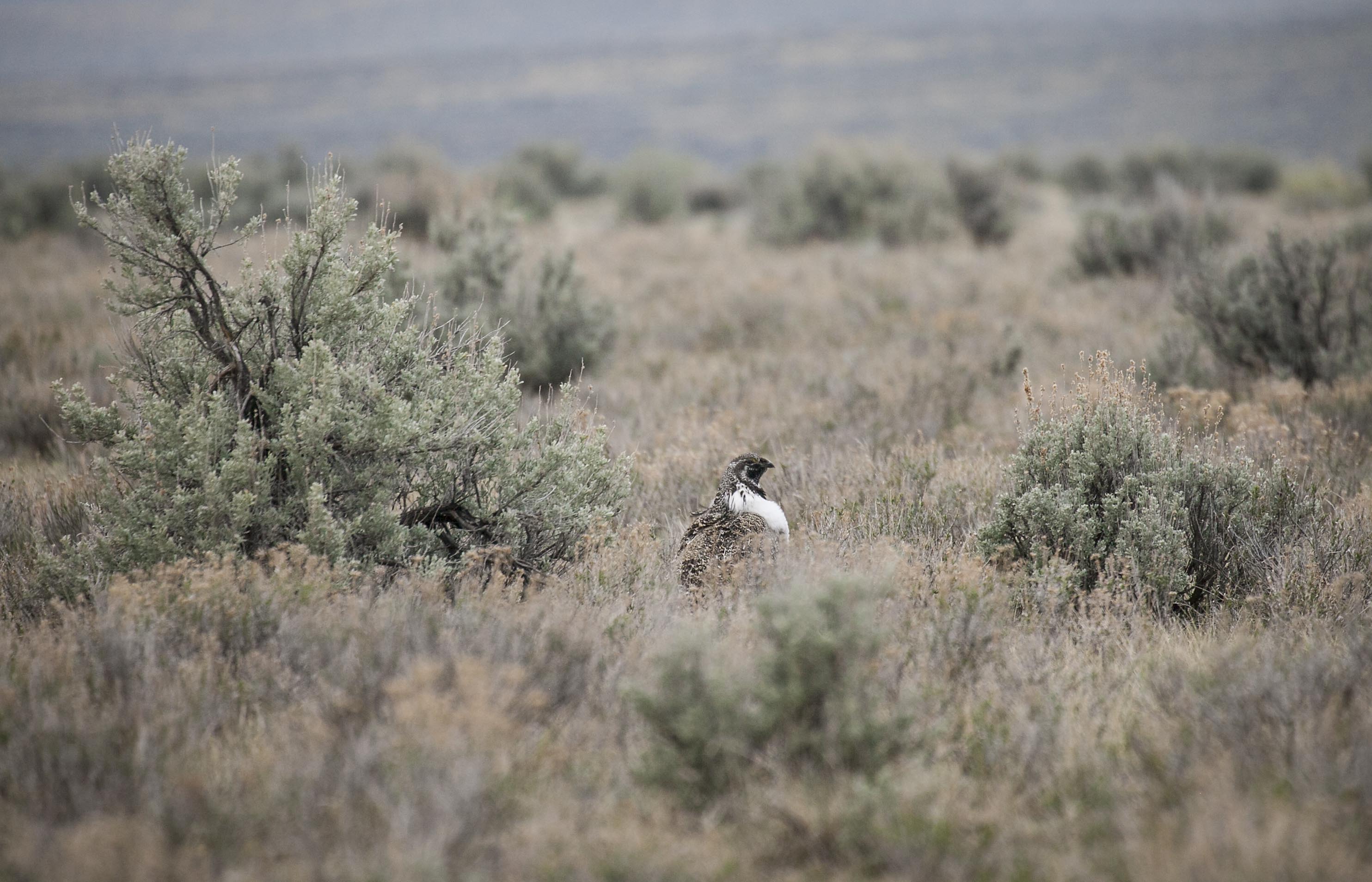 Just over county road 207 from Cokeville Meadows NWR is the Christy Canyon Lek. This lek has had counts of 5 to 39 males during the peak of breeding season in 2011-2014. This year's count ranged from 19 - 21 males. These