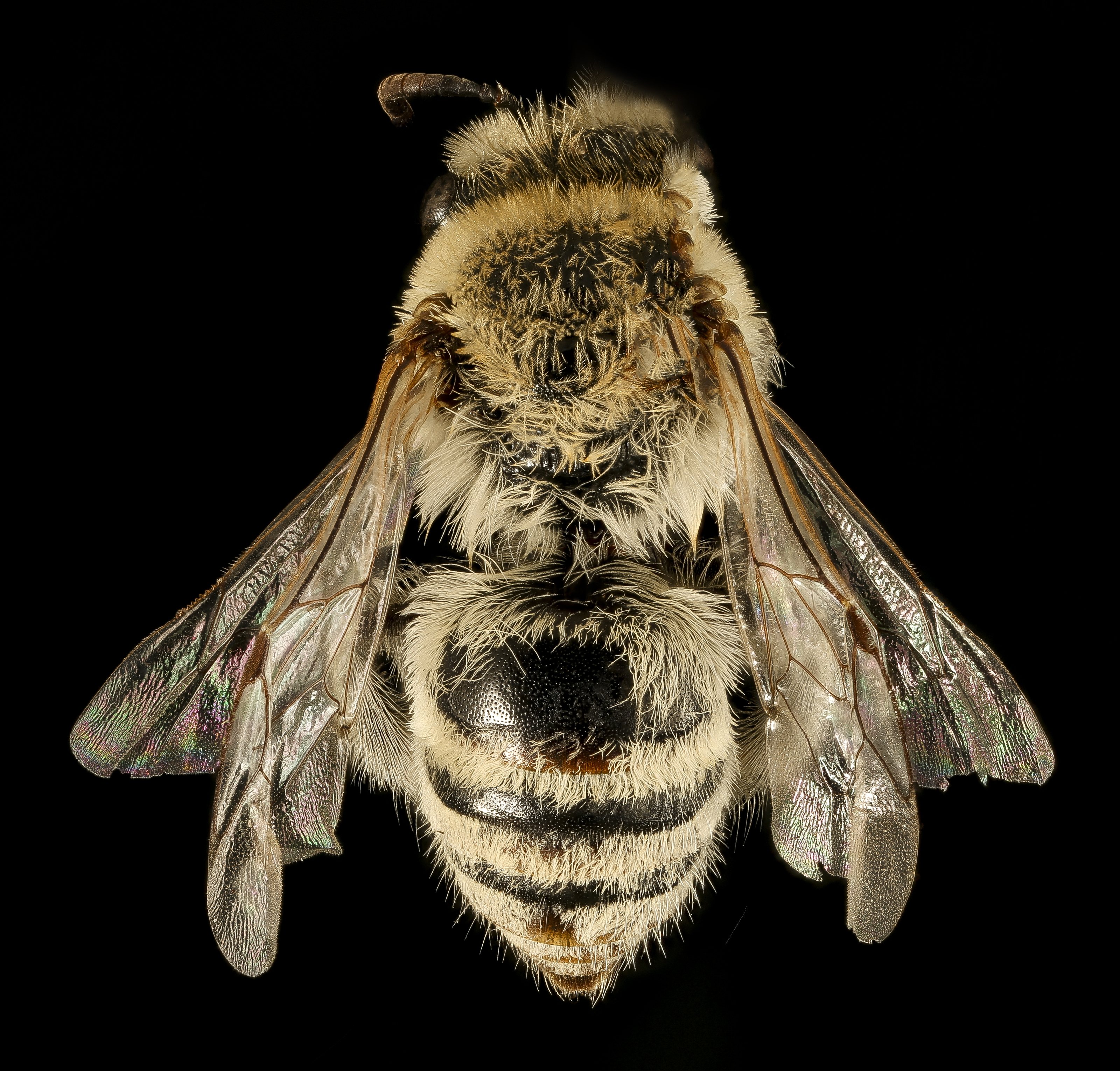 The bee genus Colletes...also known as Cellophane Bees because of their habitat of lining their cells with a plastic like substance...is full of relatively uncommon bees that specialist on a the pollen of a small number 