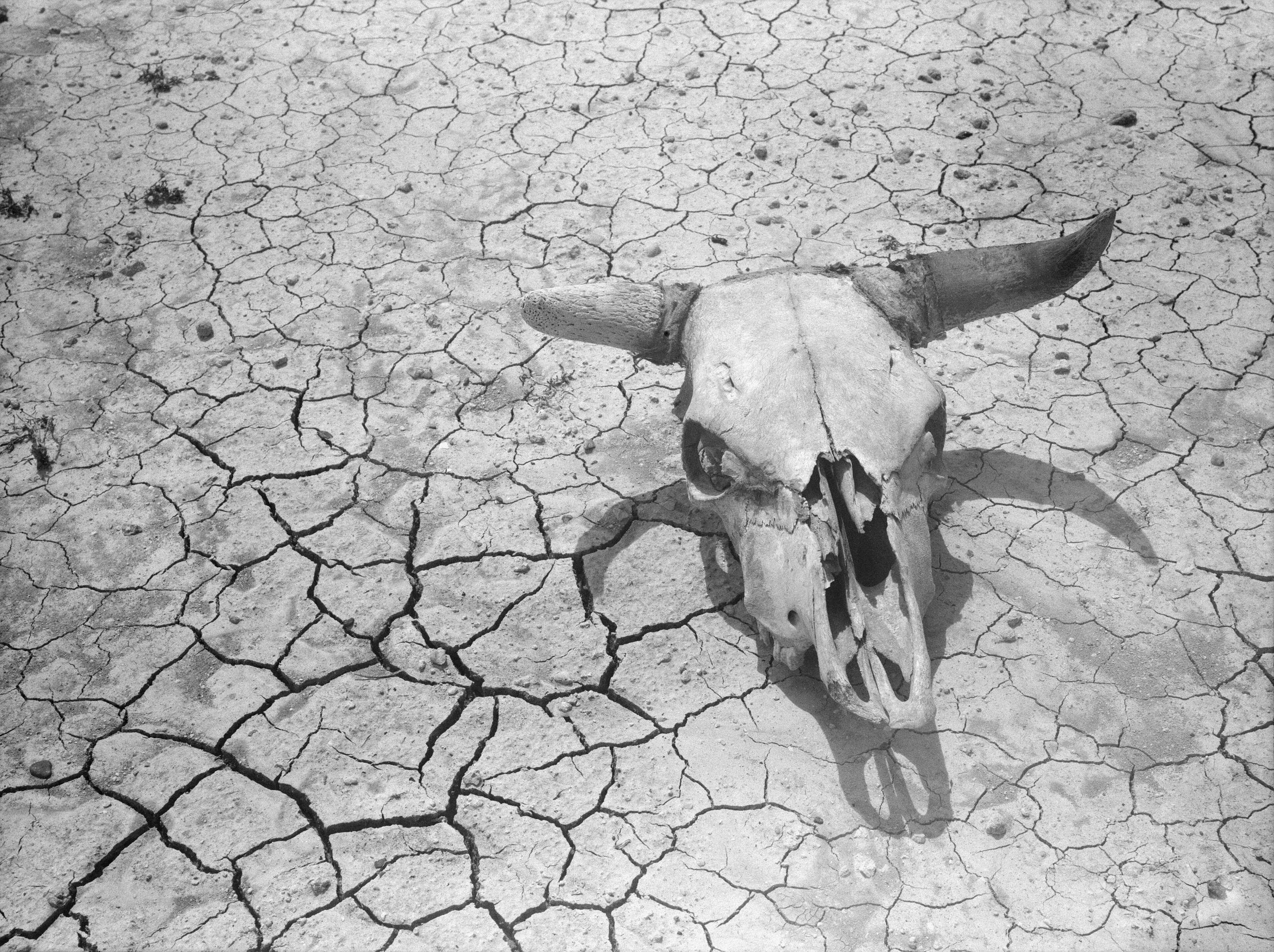 "Dry and parched earth in the Badlands of South Dakota", with bleached steer skull.  Taken in Pennington County, South Dakota, USA.  Part of the  Farm Security Administration  - Office of War Information Photograph Colle