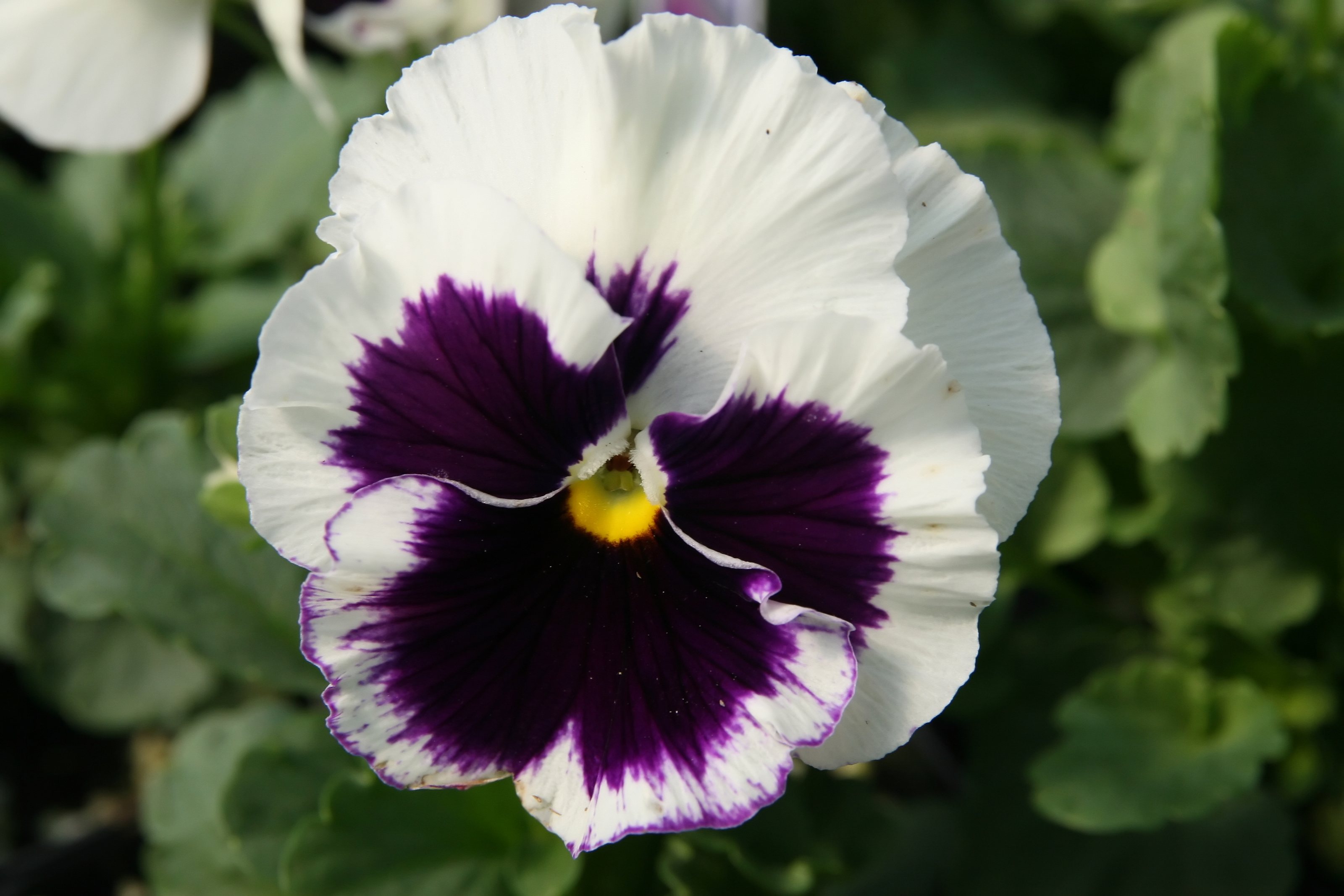 Location taken: American Plant Food Company, 7405 River Road, Bethesda MD.. Names:  Viola  x  wittrockiana 'Delta White Blotch'  , Delta White Blotch Pansy, Furupraktbille, Marienprachtkäfer, Большая сосновая златк Class