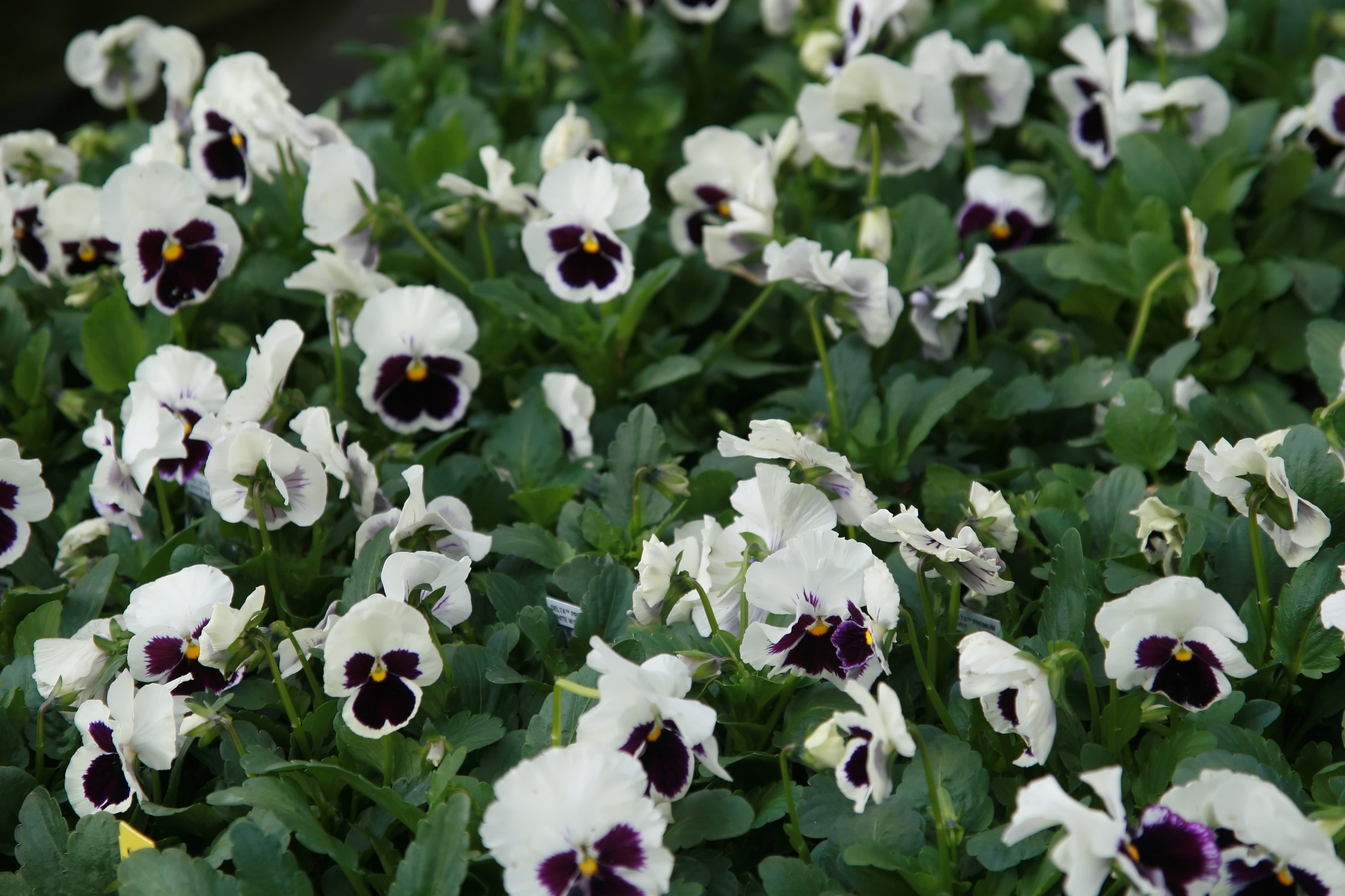Location taken: Merrifield Garden Center, Fairfax VA USA. Names:  Viola  x  wittrockiana 'Delta White Blotch'  , Delta White Blotch Pansy, Furupraktbille, Marienprachtkäfer, Большая сосновая златк Classification: Plantae