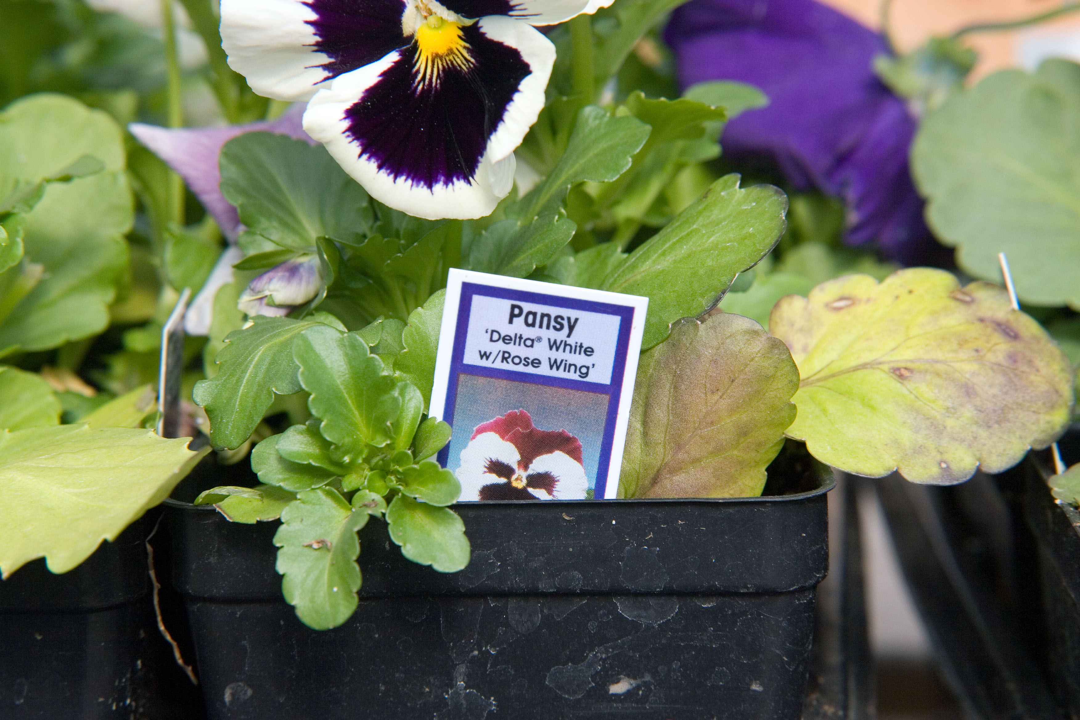 Location taken: Behnke Nurseries, Potomac MD USA. Names:  Viola  x wittrockiana 'Delta White with Rose Wing'  , Delta White With Rose Wing Pans Classification: Plantae > Tracheophyta > Spermatopsida > Malpighiales > Viol