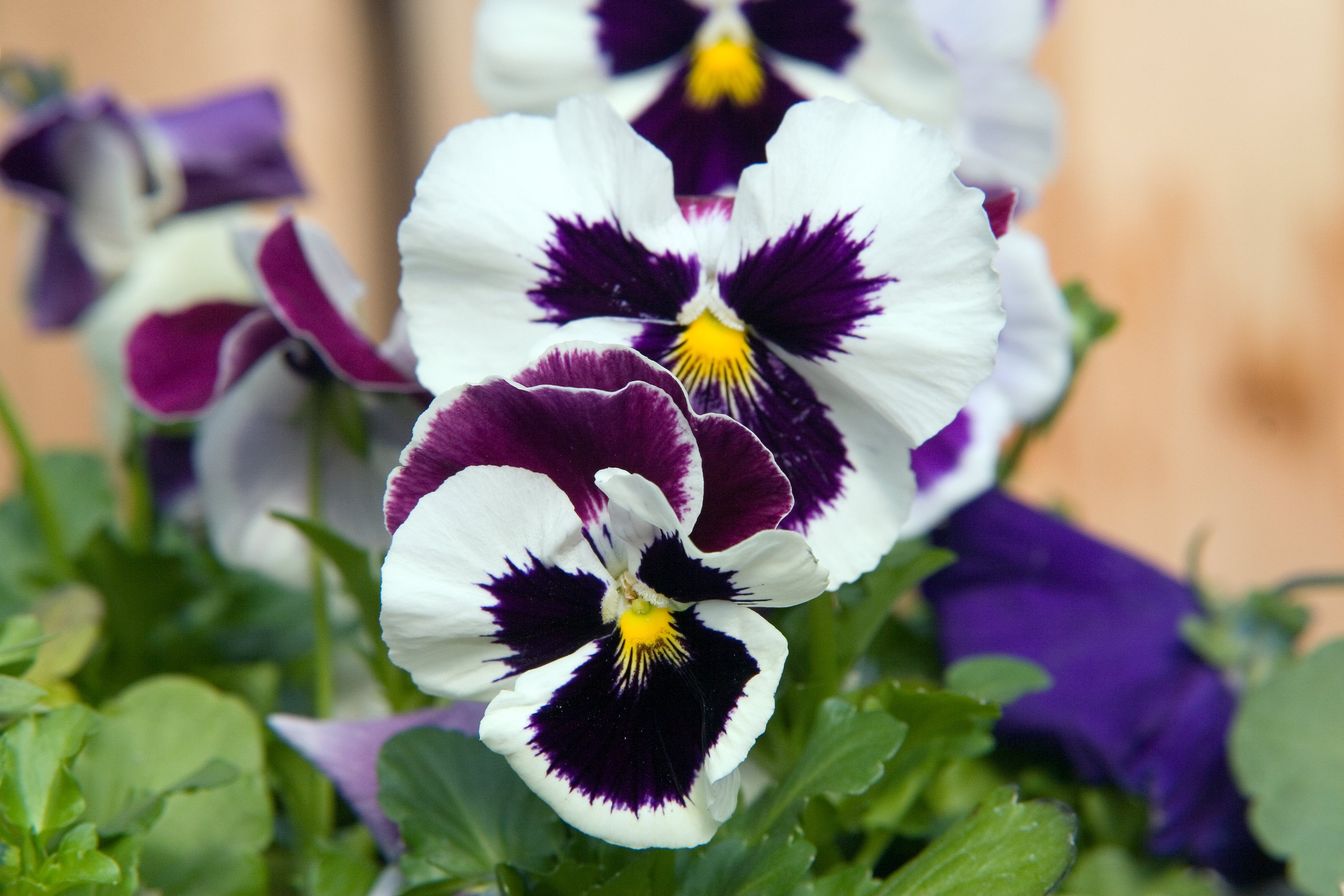 Location taken: American Plant Food Company, 7405 River Road, Bethesda MD.. Names:  Viola  x wittrockiana 'Delta White with Rose Wing'  , Delta White With Rose Wing Pans Classification: Plantae > Tracheophyta > Spermatop