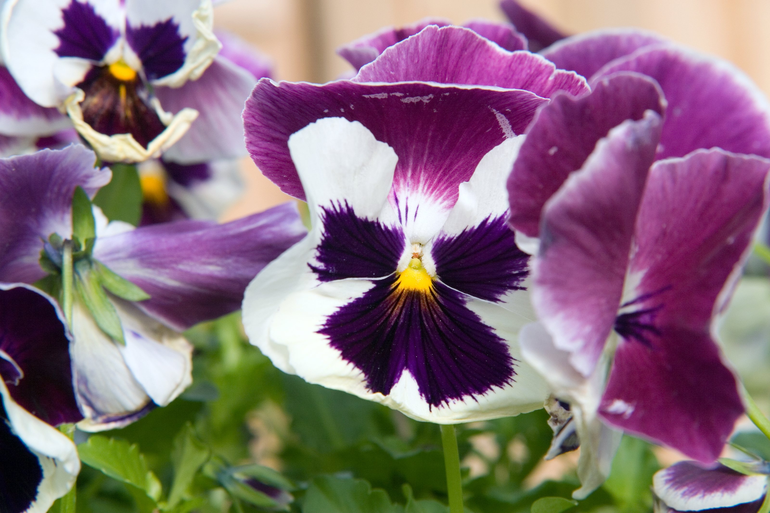 Location taken: American Plant Food Company, 7405 River Road, Bethesda MD.. Names:  Viola  x wittrockiana 'Delta White with Rose Wing'  , Delta White With Rose Wing Pans Classification: Plantae > Tracheophyta > Spermatop