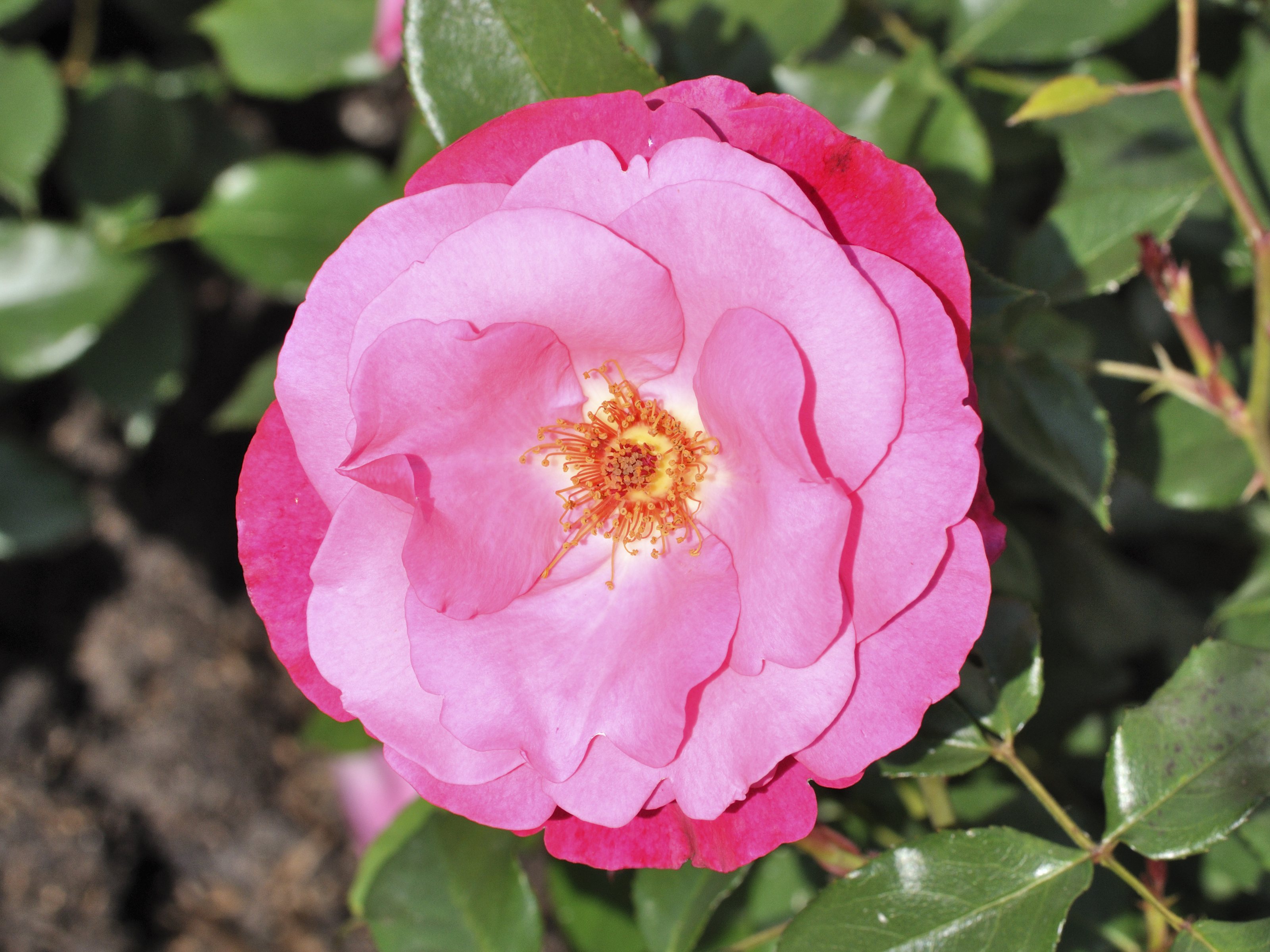 Rosa 'Dolly' Poulsen in Palmengarten, Frankfurt, Germany.