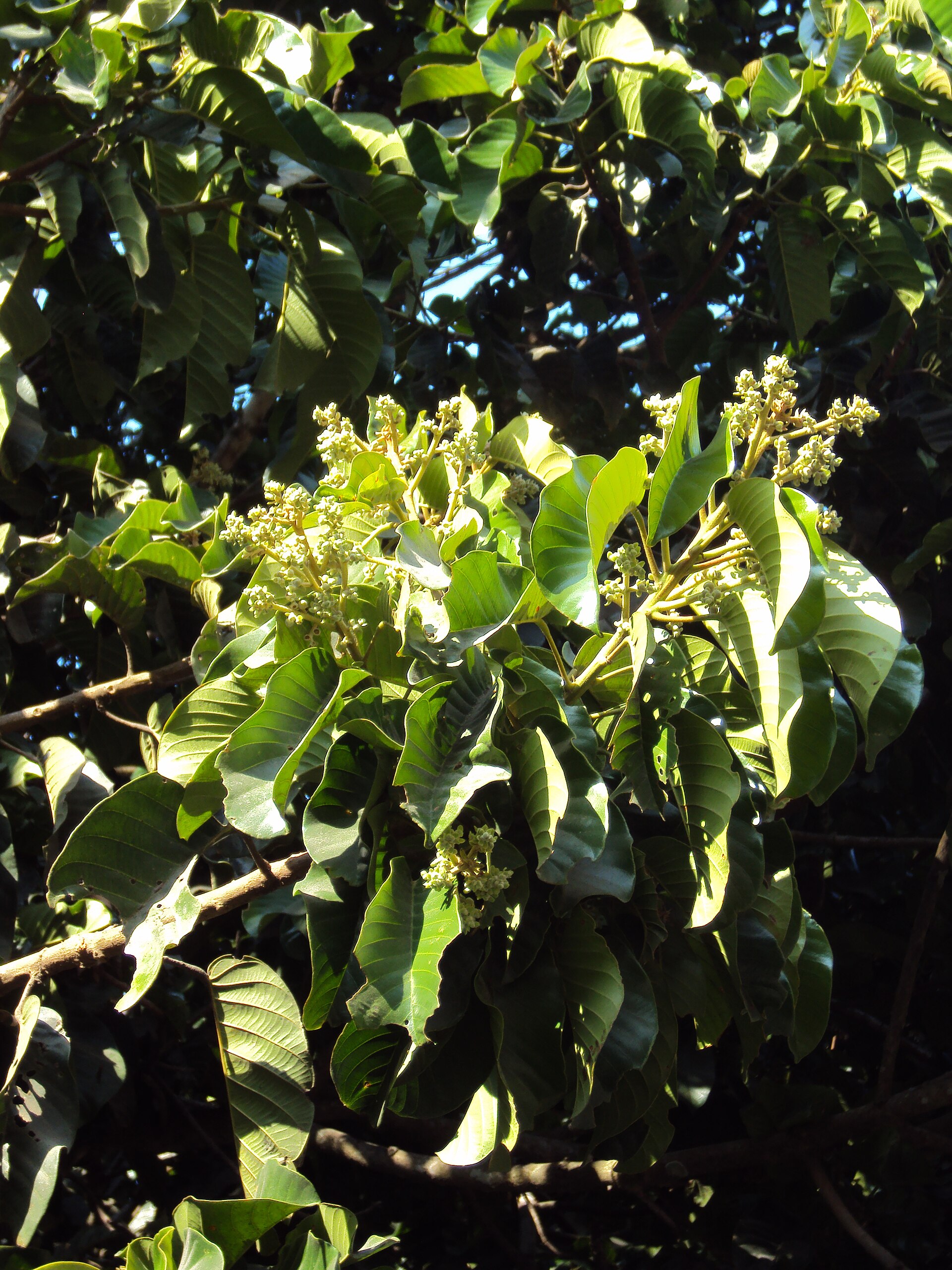 Indica Flower