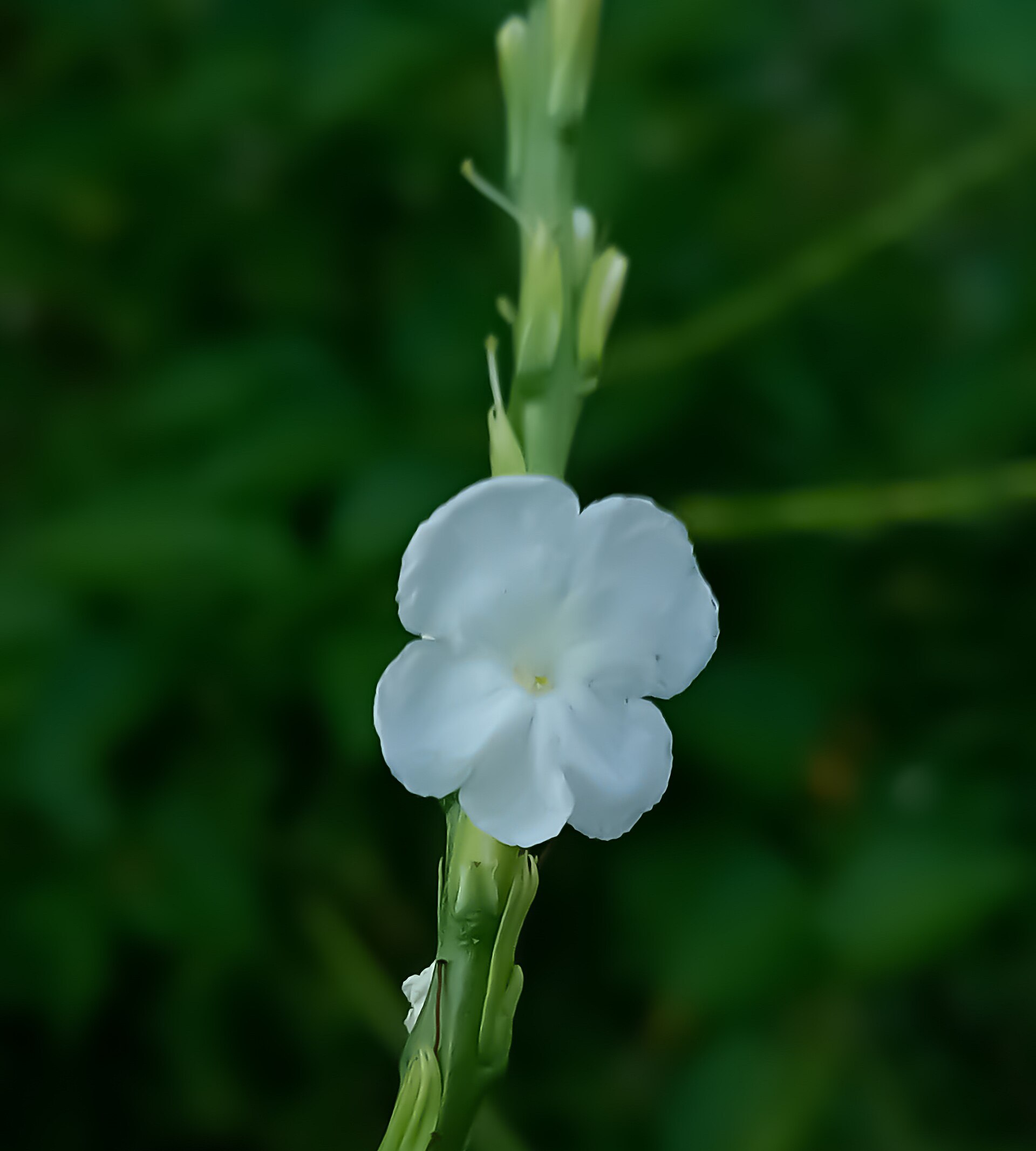 Stachytarpheta indica, flower
