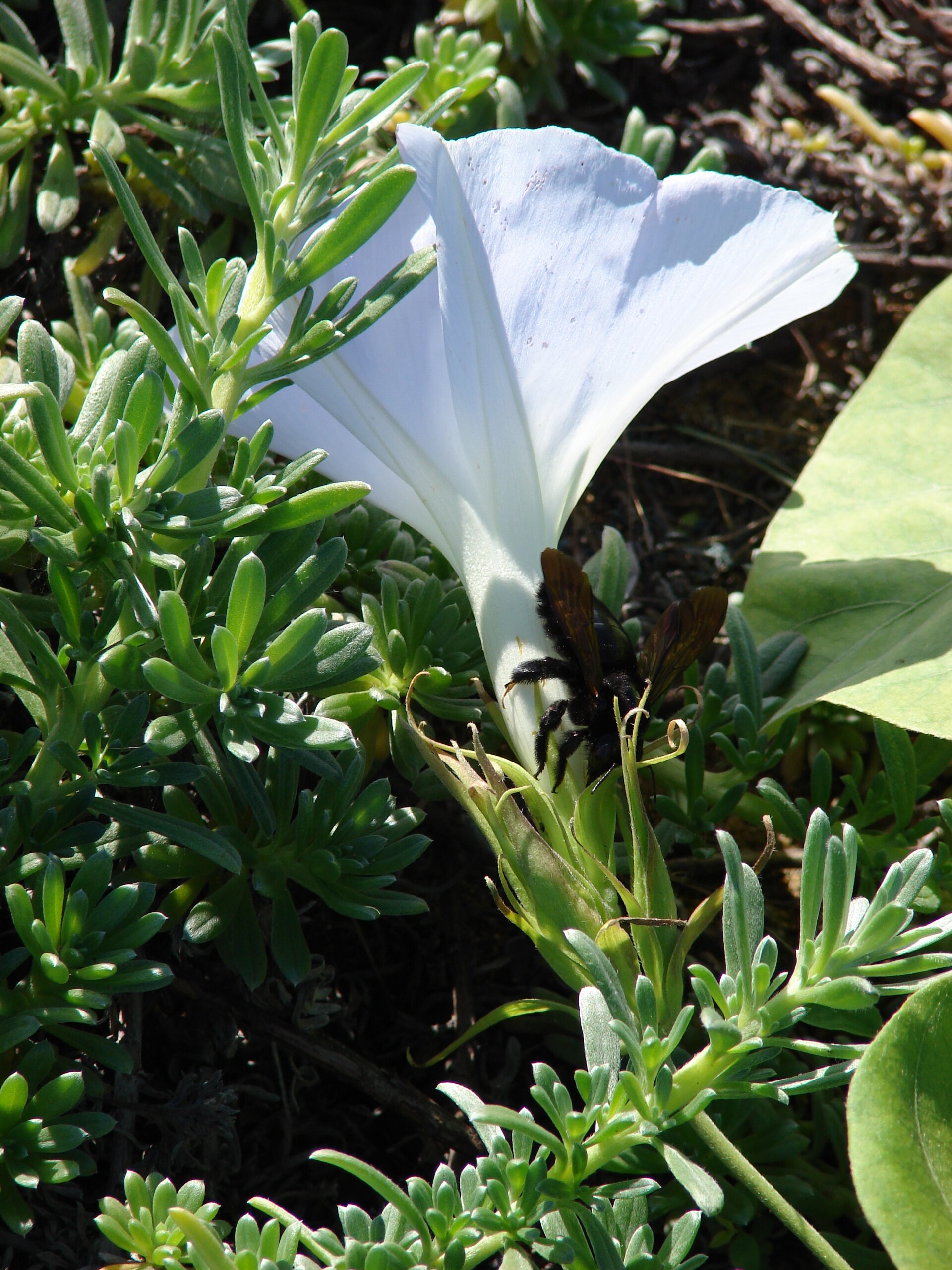 Ipomoea indica (flower and Sonoran bee robbing nectar). Location: Maui, Kanaha Beach