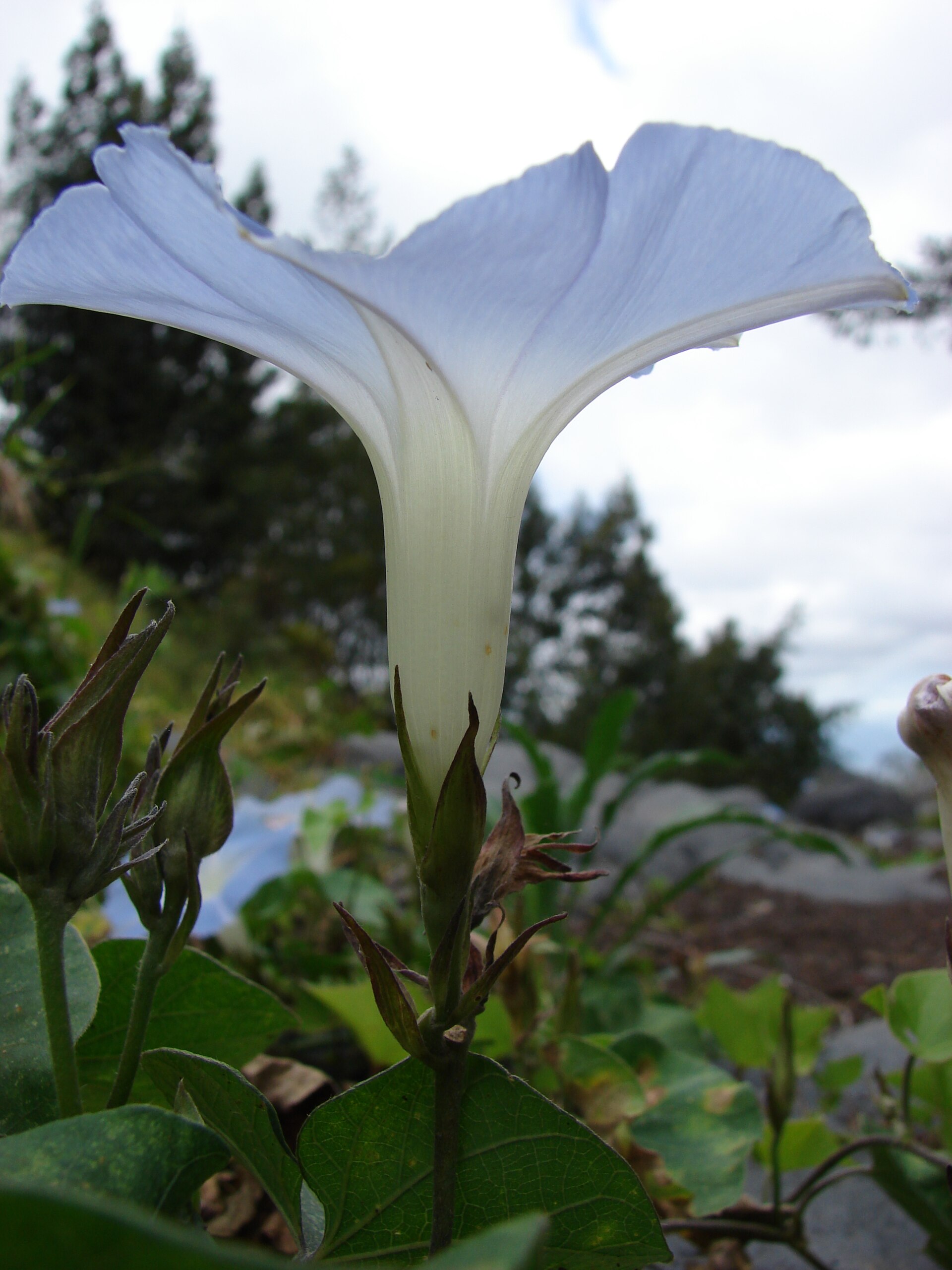 Ipomoea indica (flower). Location: Maui, Kawehi Rd Kula
