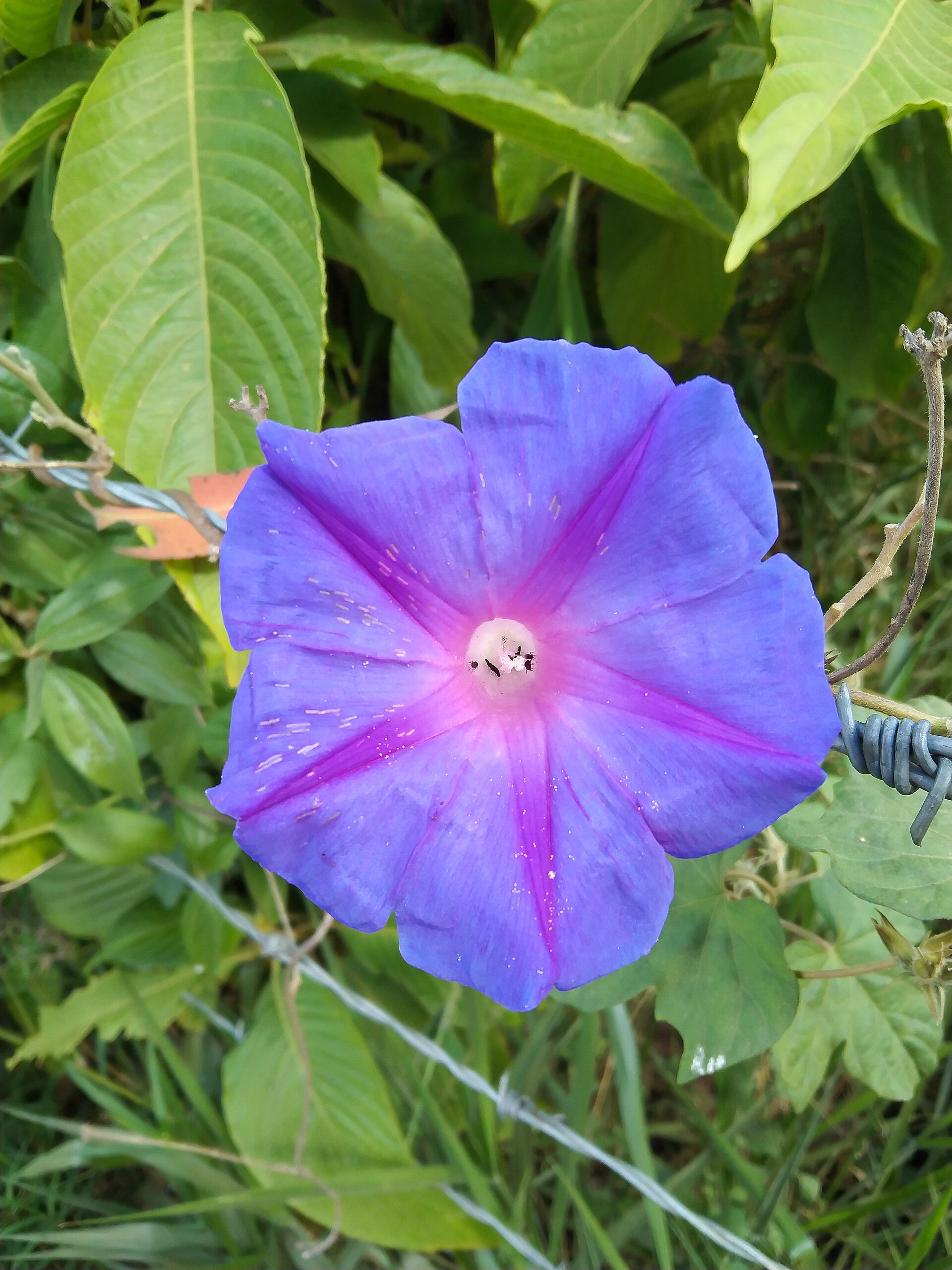 It is a bright blue or bluish-purple flower with a funnel-shaped cup in the pale center