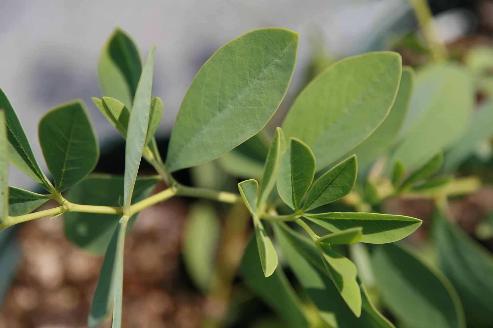 Location taken: Behnke Nurseries, Beltsville, MD USA. Names:  Baptisia alba  (L.)Vent., baptisie blanche, Prairie False-Indigo, Spiked Wild Indigo, Thin Pod White Wild Indigo, White False Indigo, White Wild Indigo, White