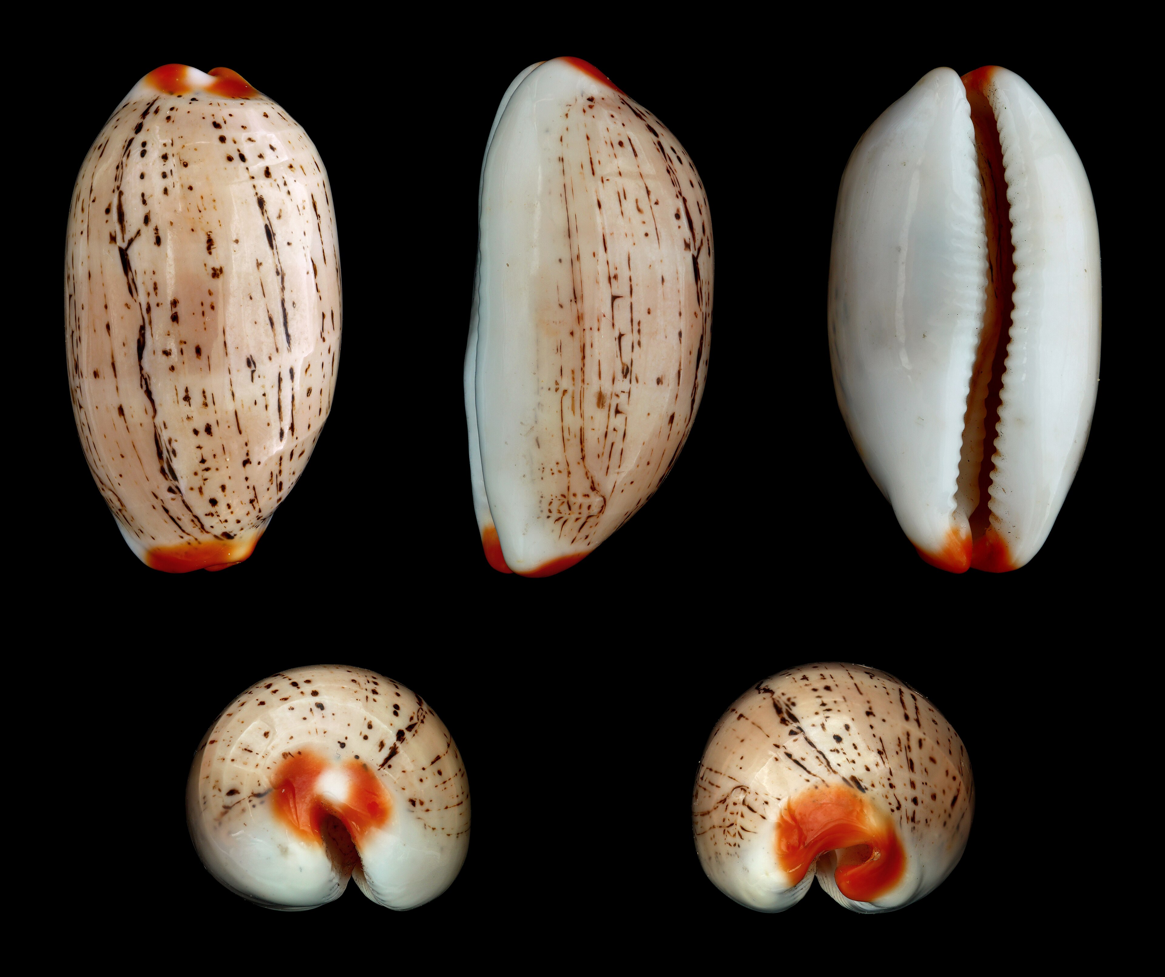 Isabel's Cowry; Length 3.2 cm; Originating from the Indo-Pacific; Shell of own collection, therefore not geocoded.  Dorsal, lateral (right side), ventral, back, and front view.