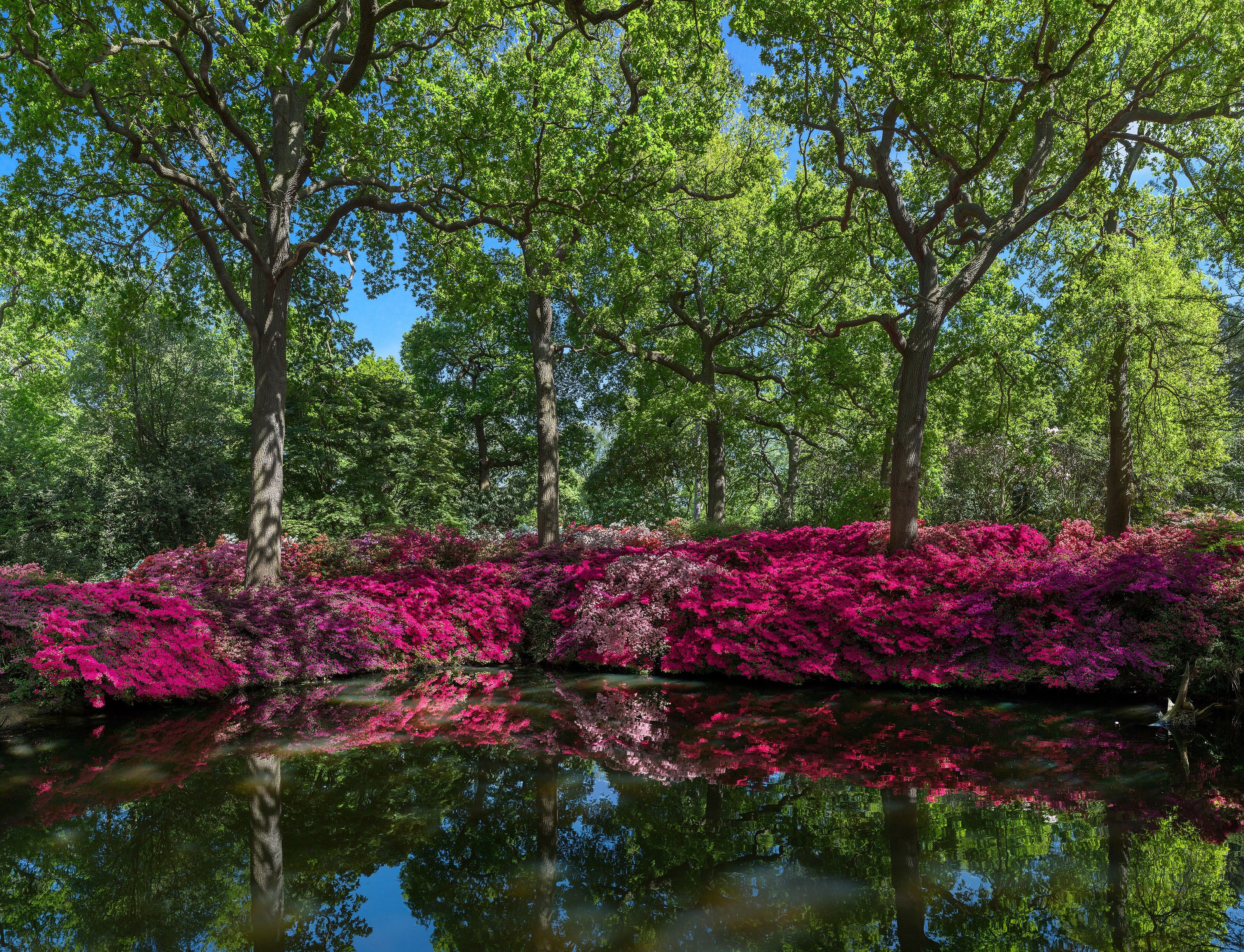 Still pond in May with the Azalea bushes blooming around it. Taken in Isabella Plantation, Richmond Park, London, England.