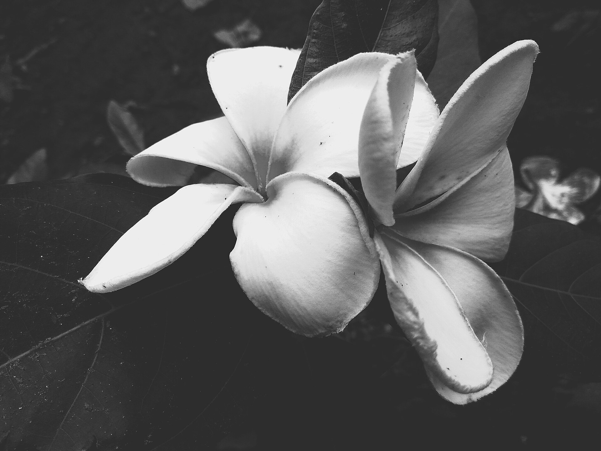 Jasmine Black profile image
