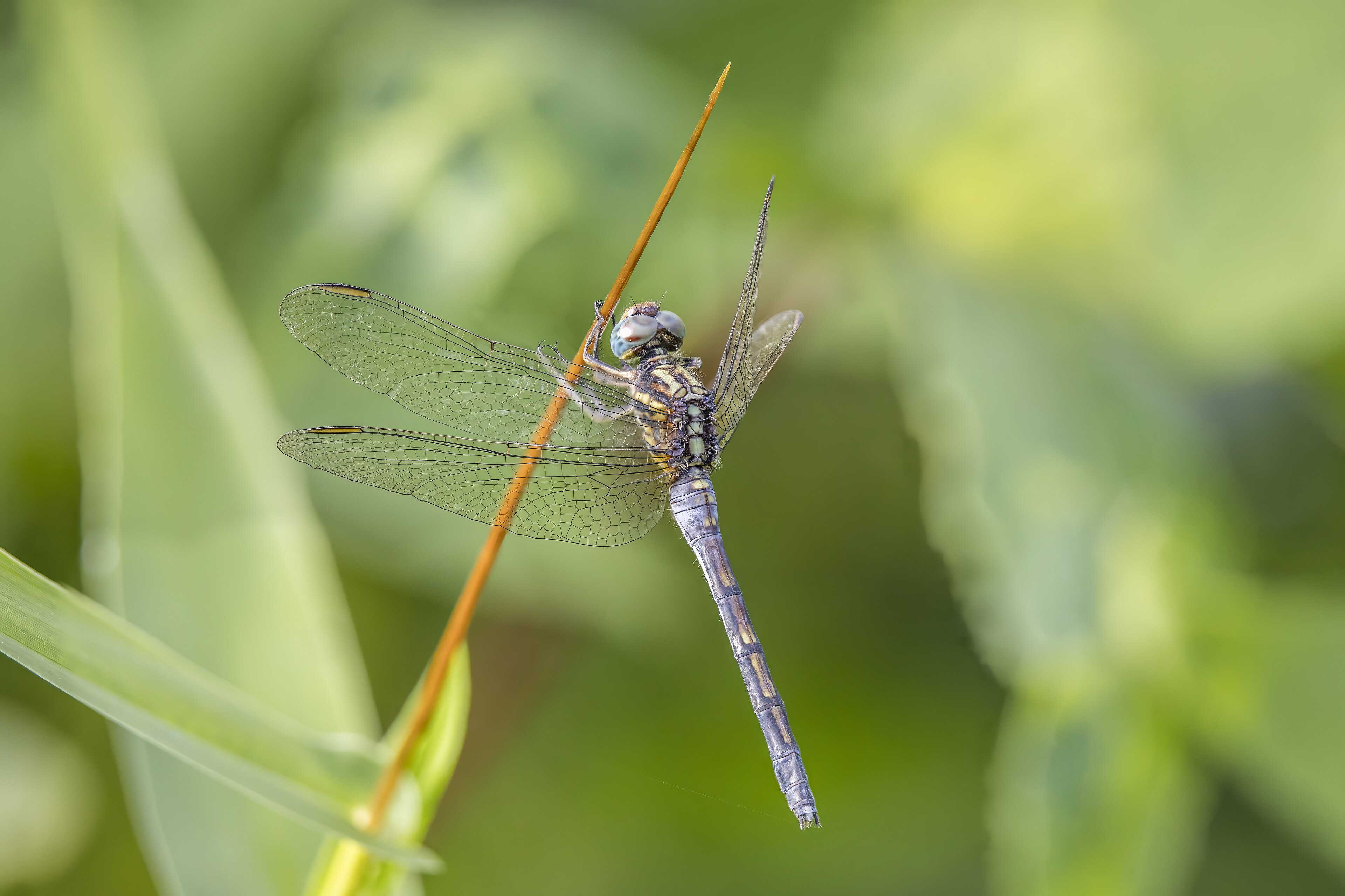 Julia skimmer ( Orthetrum julia falsum ) immature male, Nyamebe Bepo Forest Reserve, Ashanti Region, Ghana
