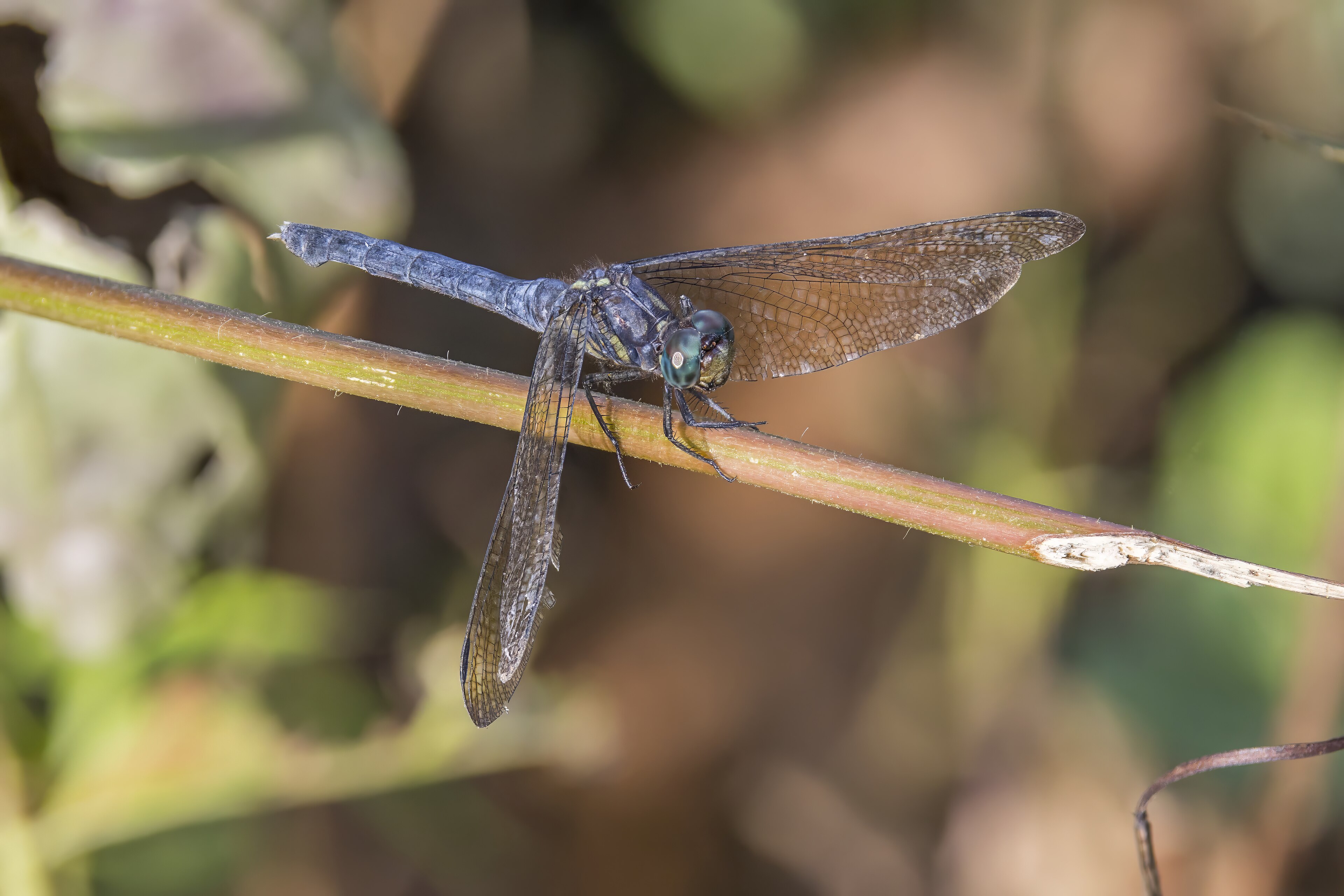 Julia skimmer ( Orthetrum julia falsum ) young male, Nyamebe Bepo Forest Reserve, Ashanti Region, Ghana