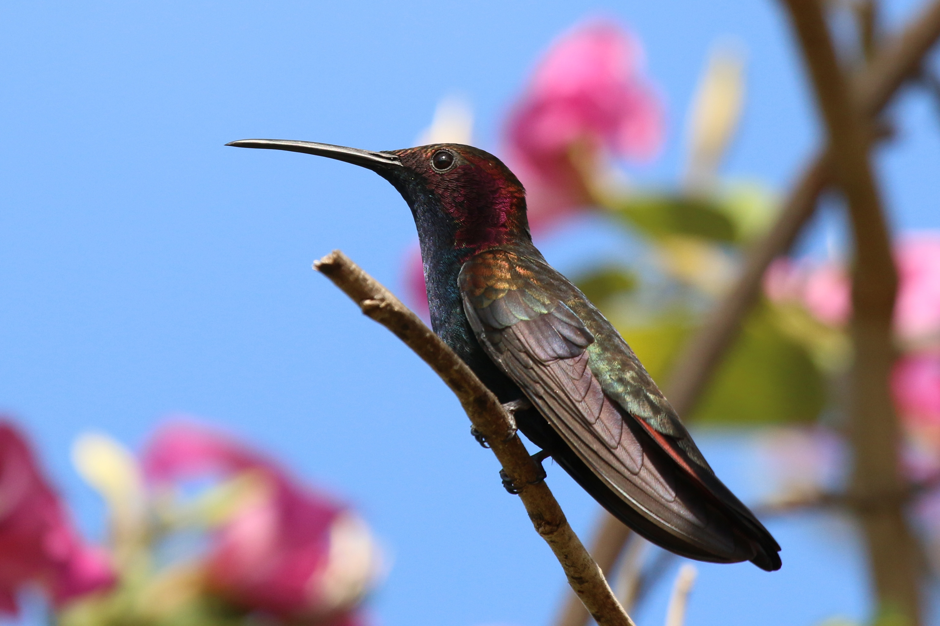 Jamaican mango (  Anthracothorax mango  ) male, Jamaica