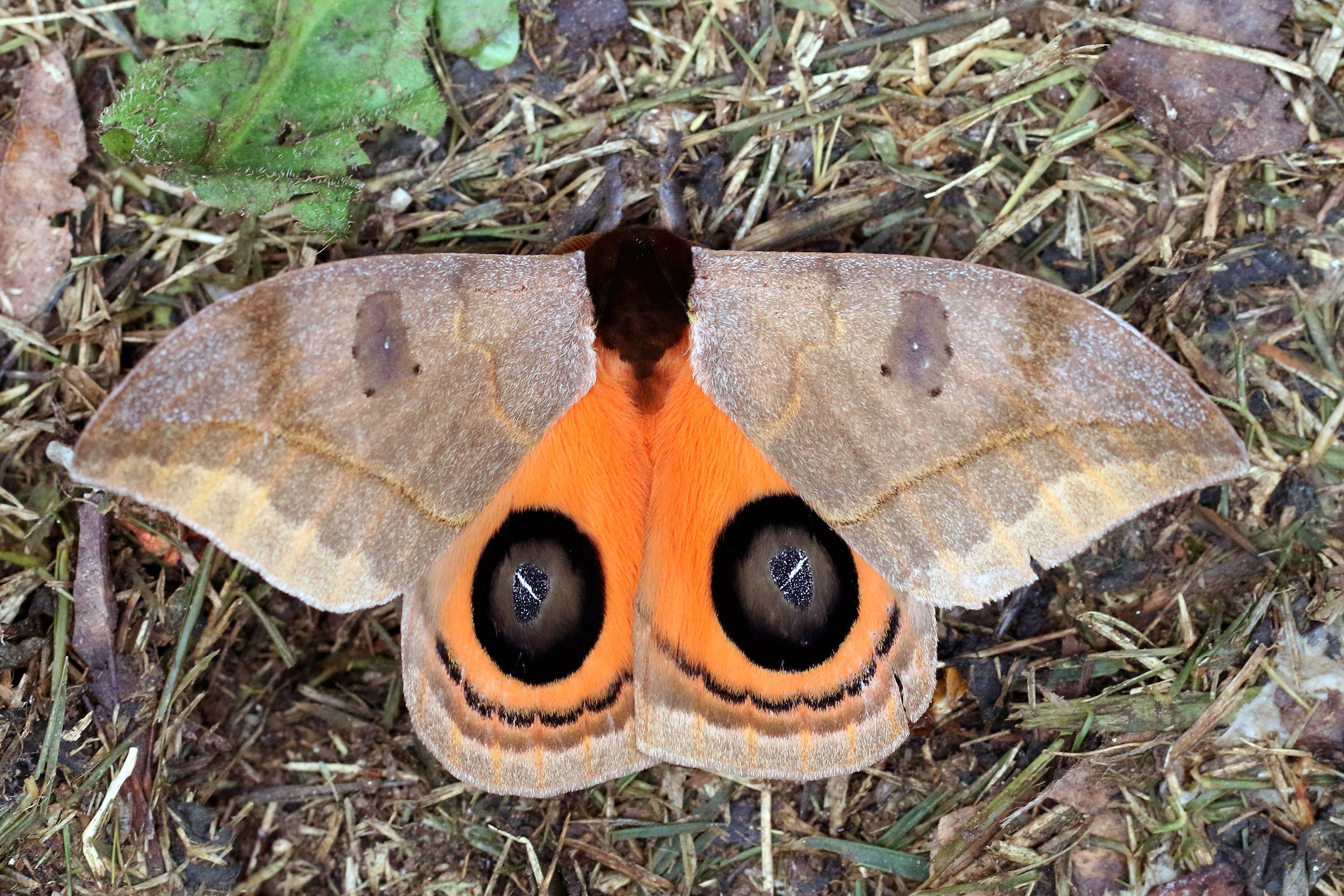 Peacock moth silkmoth ( Automeris amanda ), Sao Paulo, Brazil