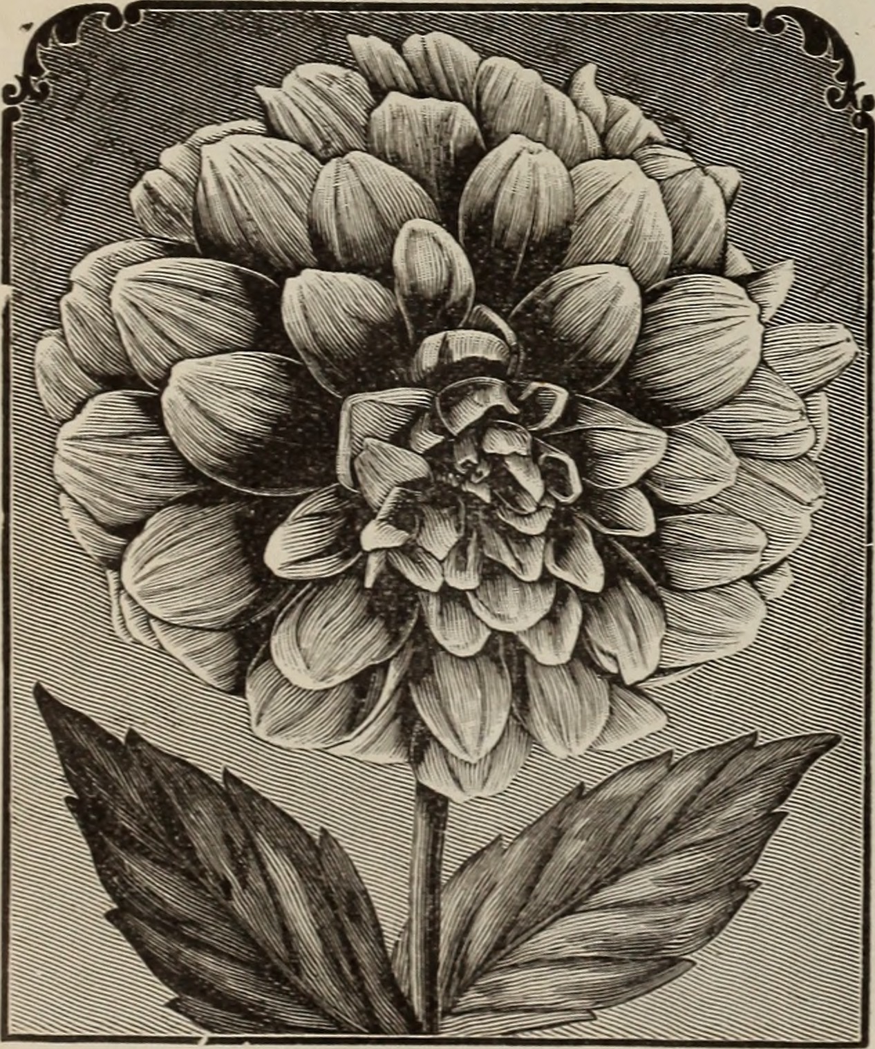 Title : Rhododendrons, roses, clematis, azaleas, bulbs, hardy plants, bay trees, evergreens : palms, araucarias, ferns, vines, orchids, flowering shrubs, ornamental grasses and trees 
 Identifier : CAT31285081 ( find mat