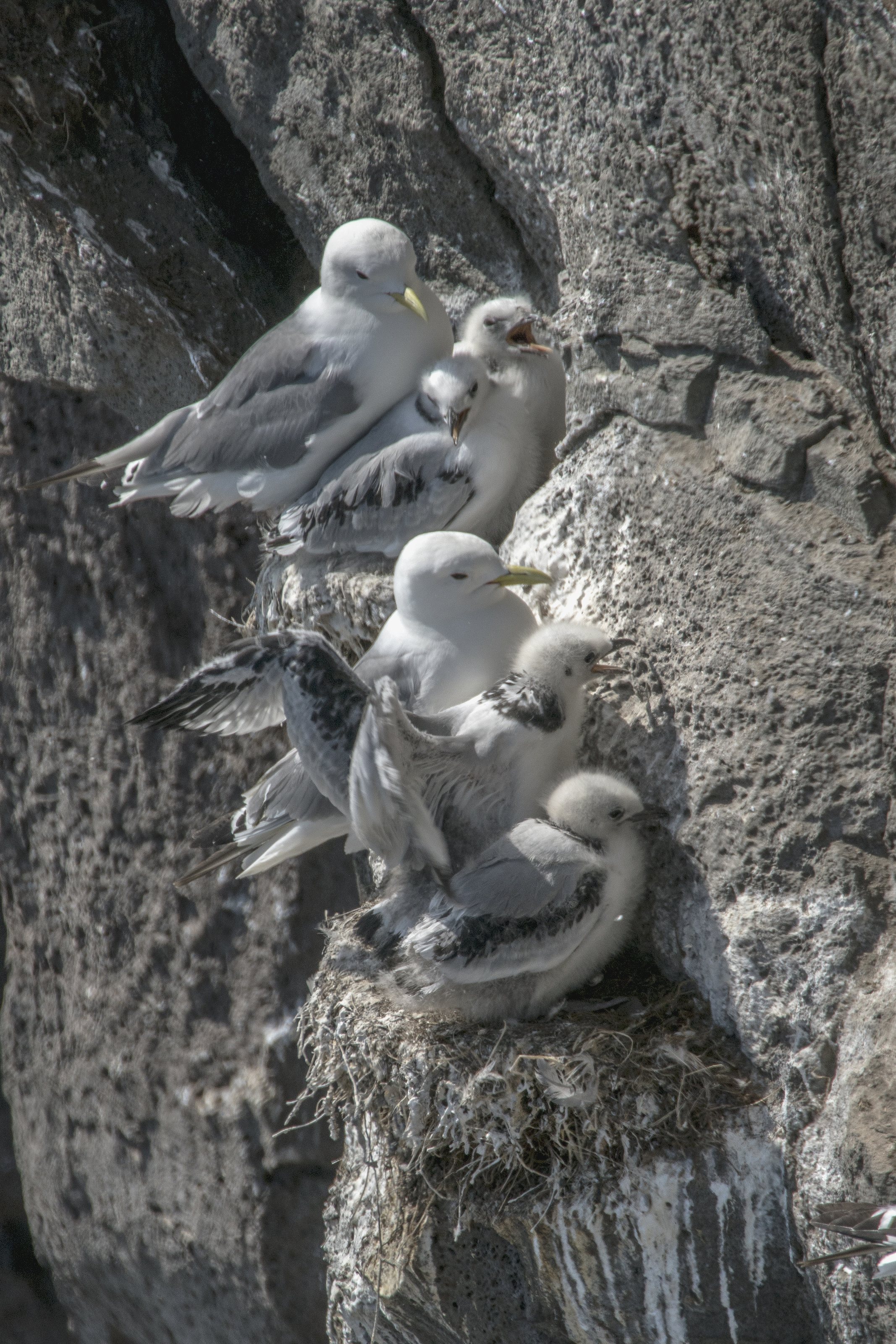 The black-legged kittiwake  (Rissa tridactyla) , Krýsuvíkurbjarg (Iceland)