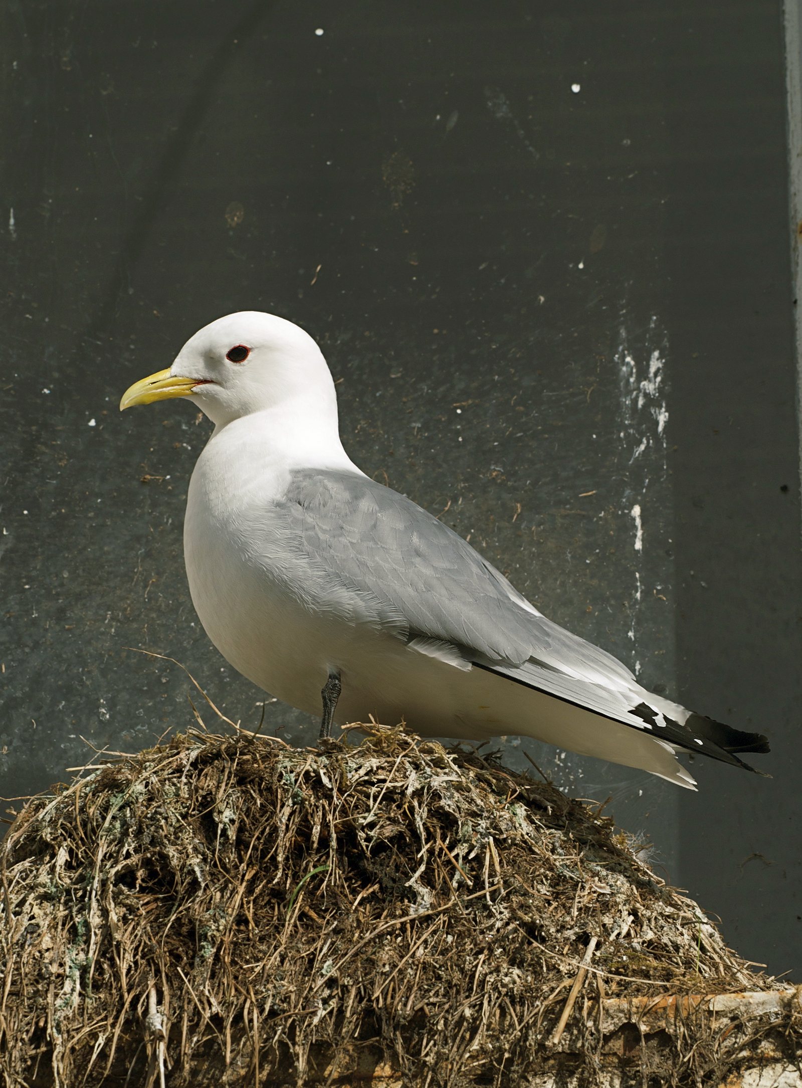 Black-legged Kittiwake  (  Rissa tridactyla  ), Å, Norway.