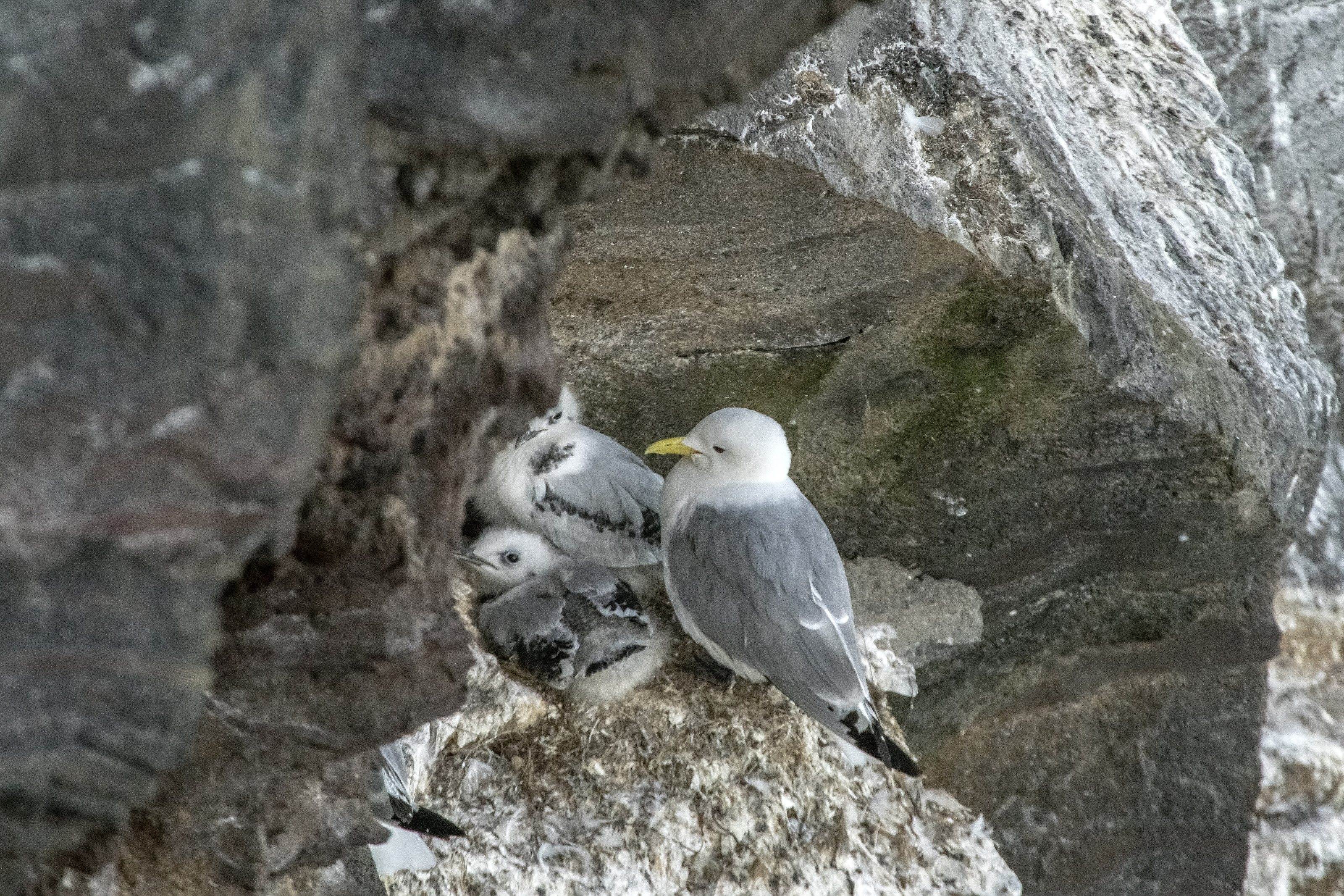 The black-legged kittiwake  (Rissa tridactyla) , Krýsuvíkurbjarg (Iceland)